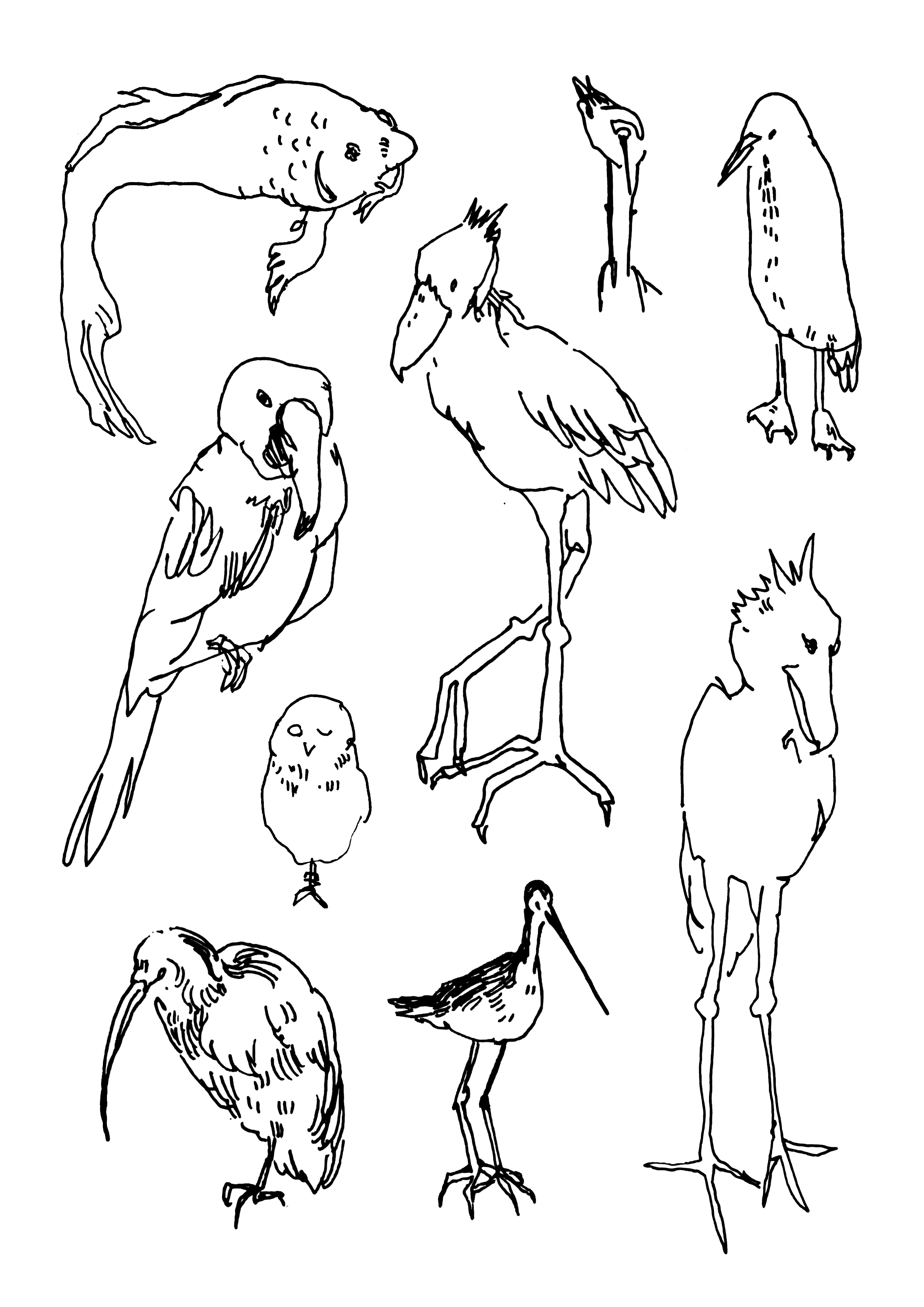 Line drawing of various birds, including a pelican, wood storks, a heron, a crane, and a flamingo, among others.