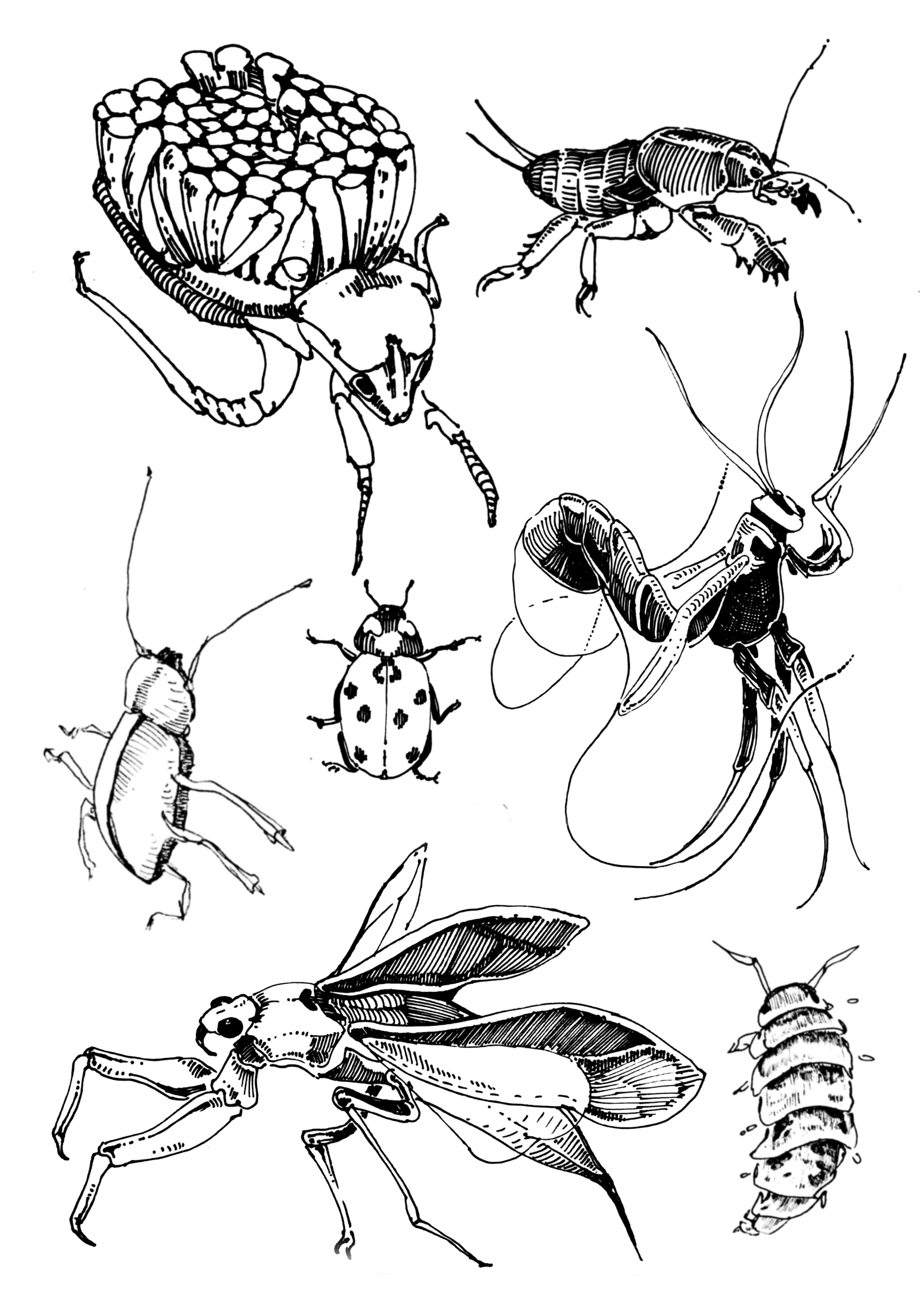 Black and white line drawing of various insects and parts of plants, including beetles, a bee, a wasp, and leaves.