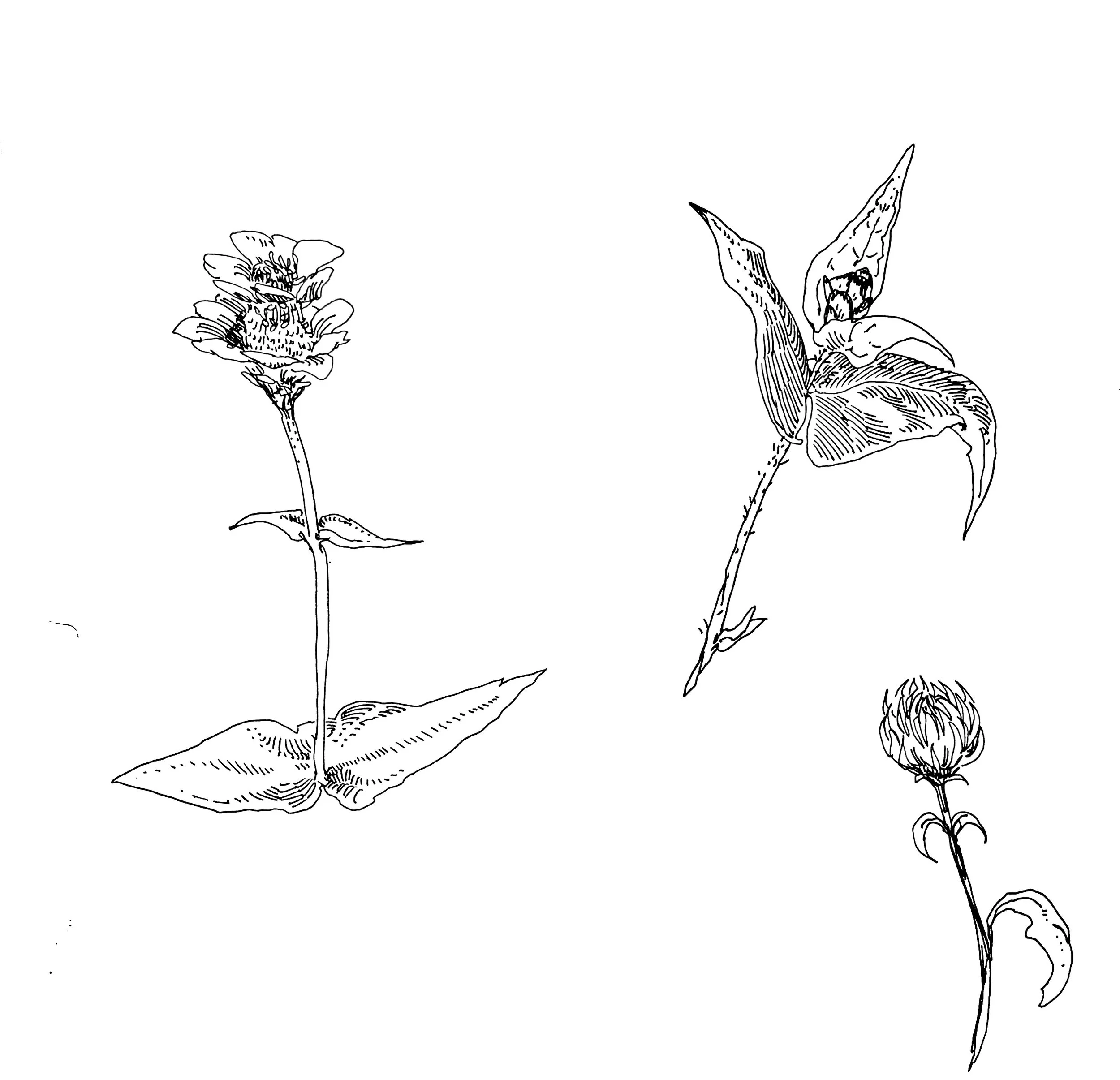Black and white line drawing of two foxglove flowers with elongated leaves.