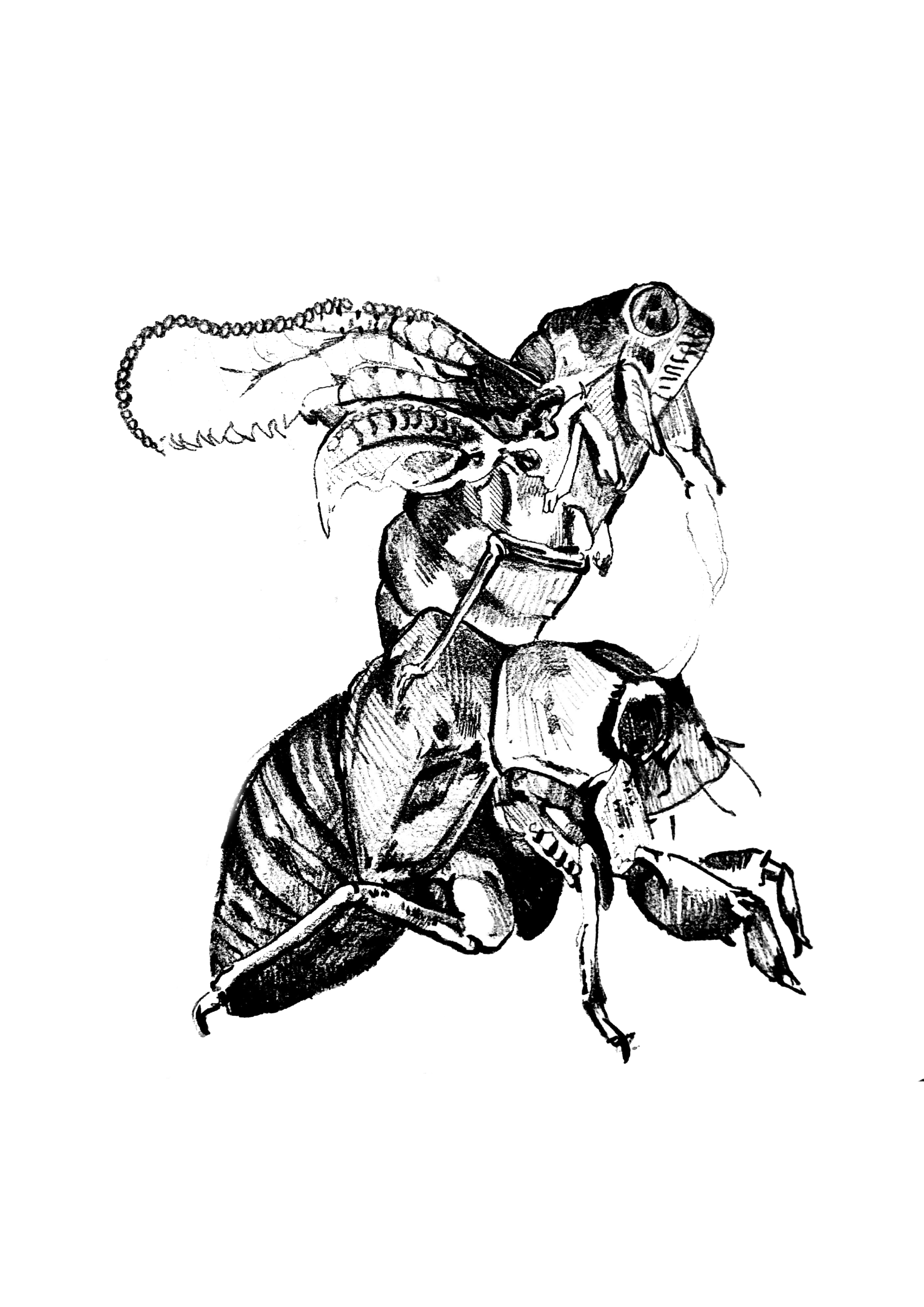 Black and white sketch of a person riding a horse, wearing a hat and holding a whip, with the horse's mane and tail detailed.