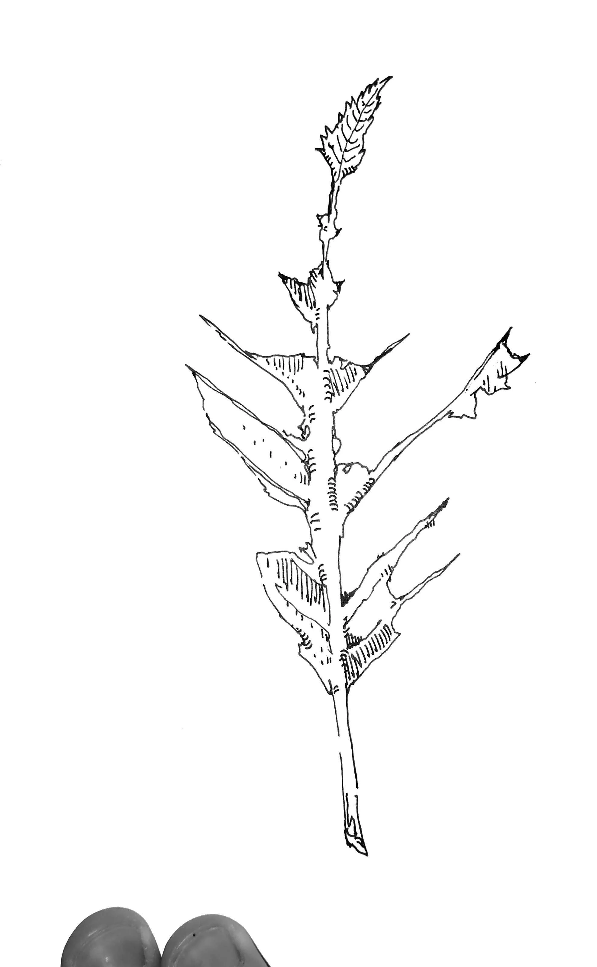 Sketch of a plant with elongated leaves and a tall, central stalk above a person's fingers holding a small object.