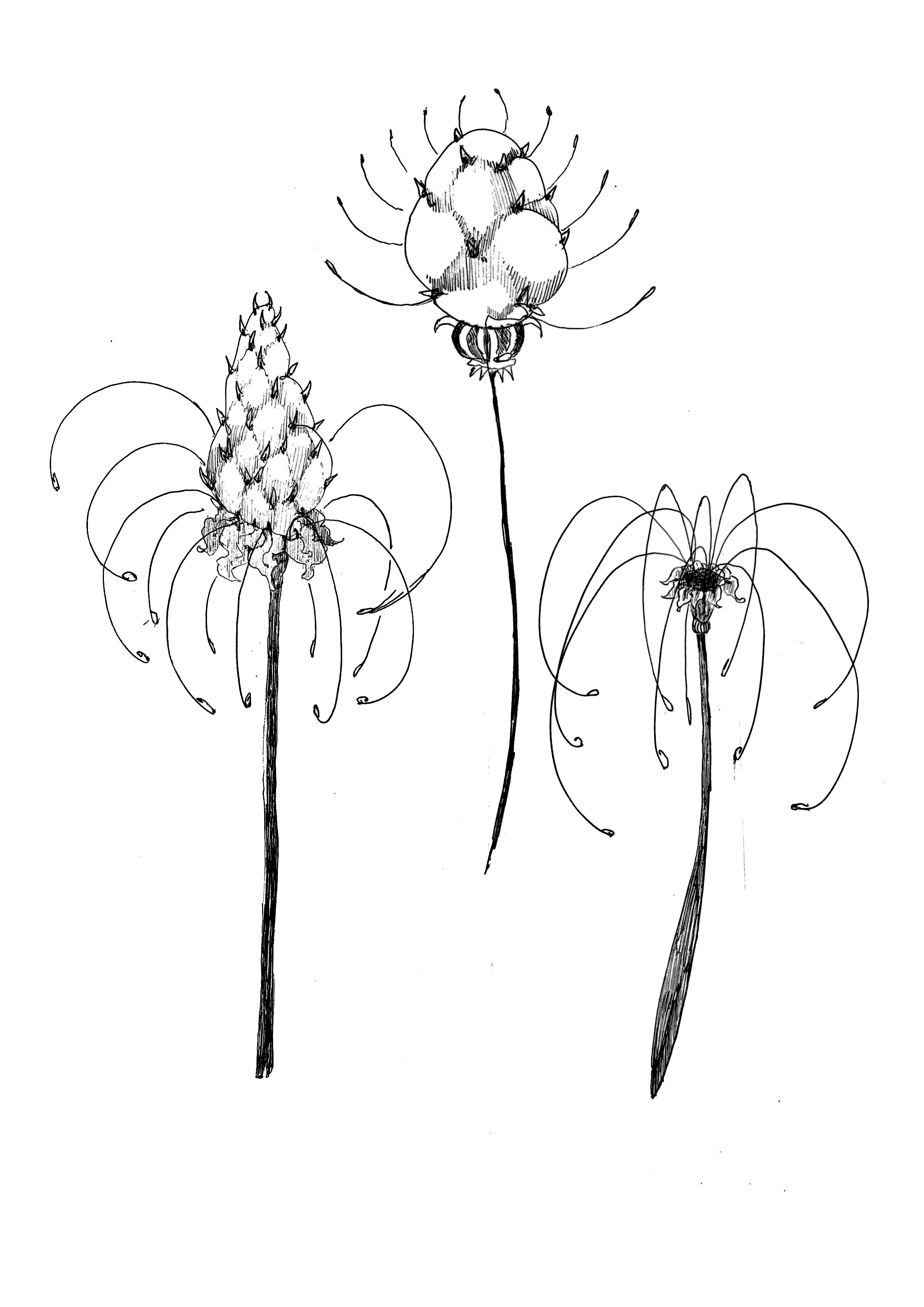A black and white line drawing of three tall flowers with elongated stems, intricate petals, and detailed anthers.
