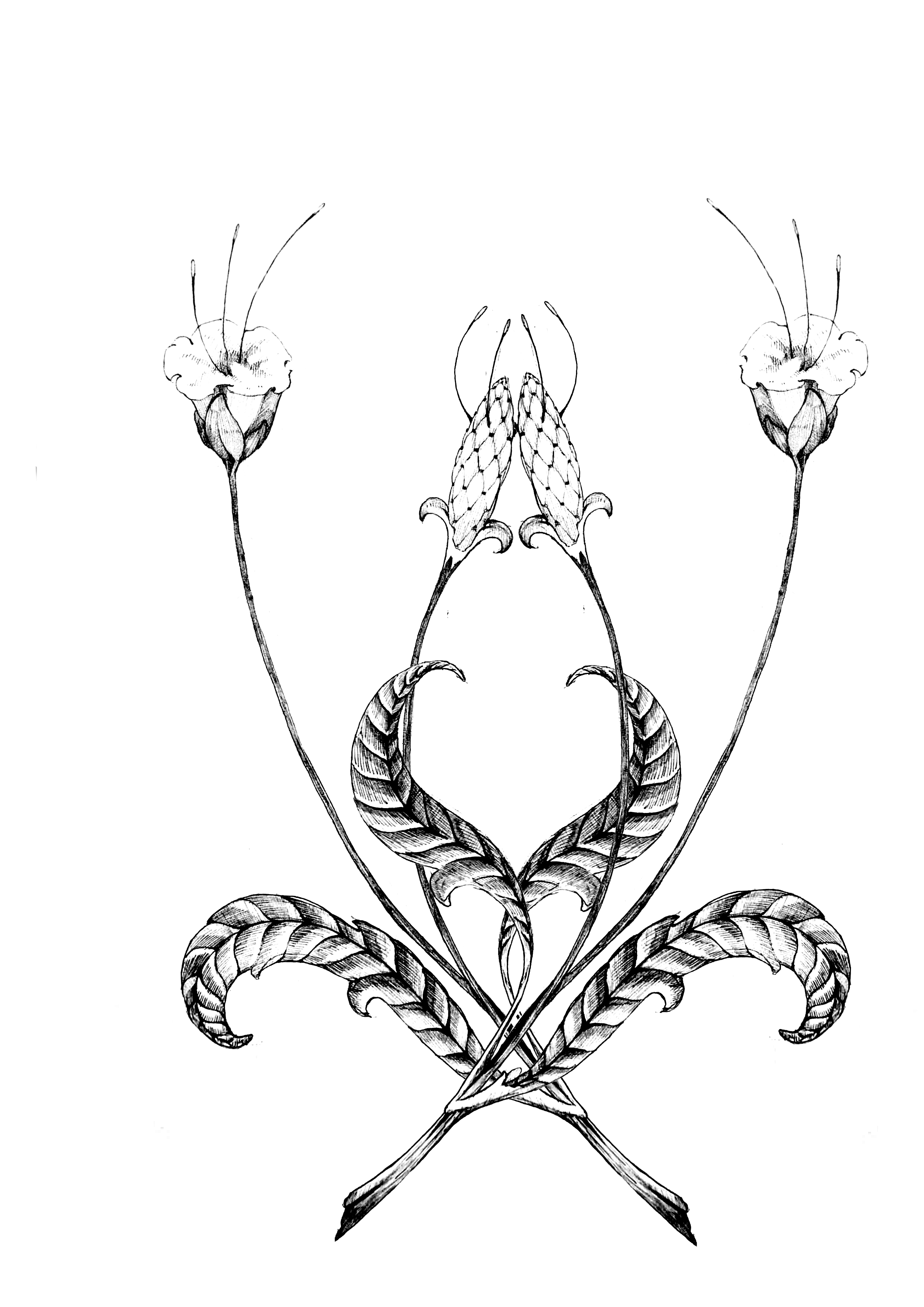 A black-and-white symmetrical drawing of a mythical creature with the body of a snake, wings, and two flower-like heads with long, thin antennae.