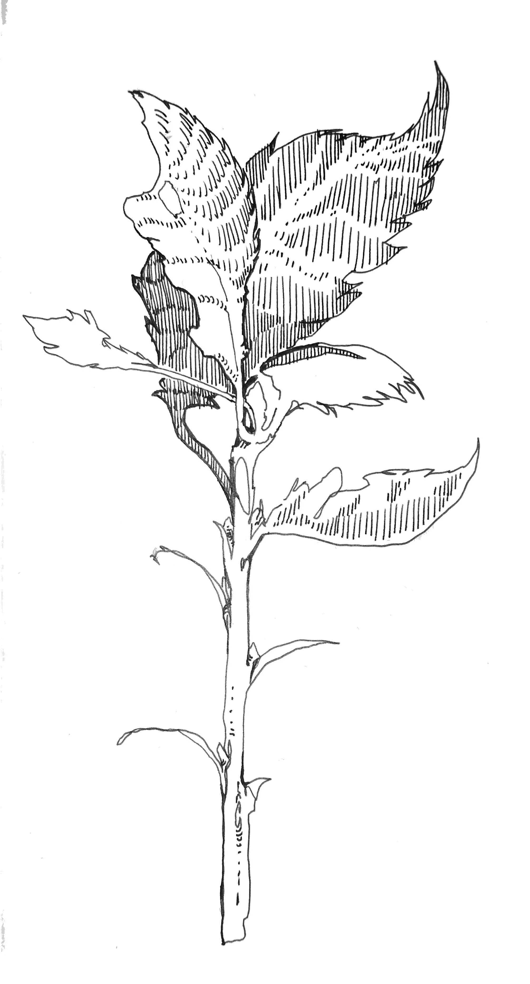 A black and white line drawing of a plant with several leaves of varying sizes and a long, thin stem.
