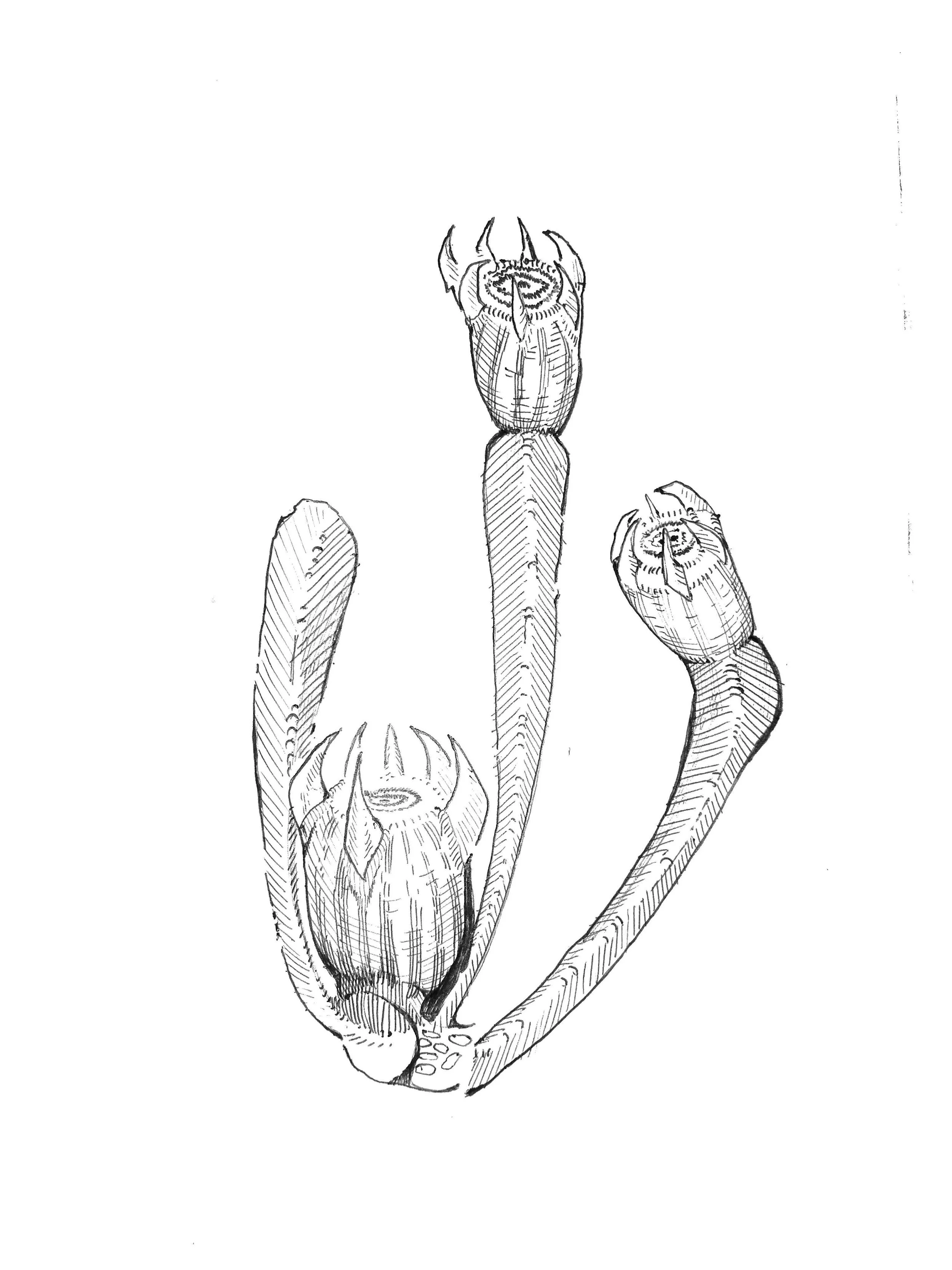 A black and white sketch of a hand with three fingers raised, featuring detailed lines and patterns.