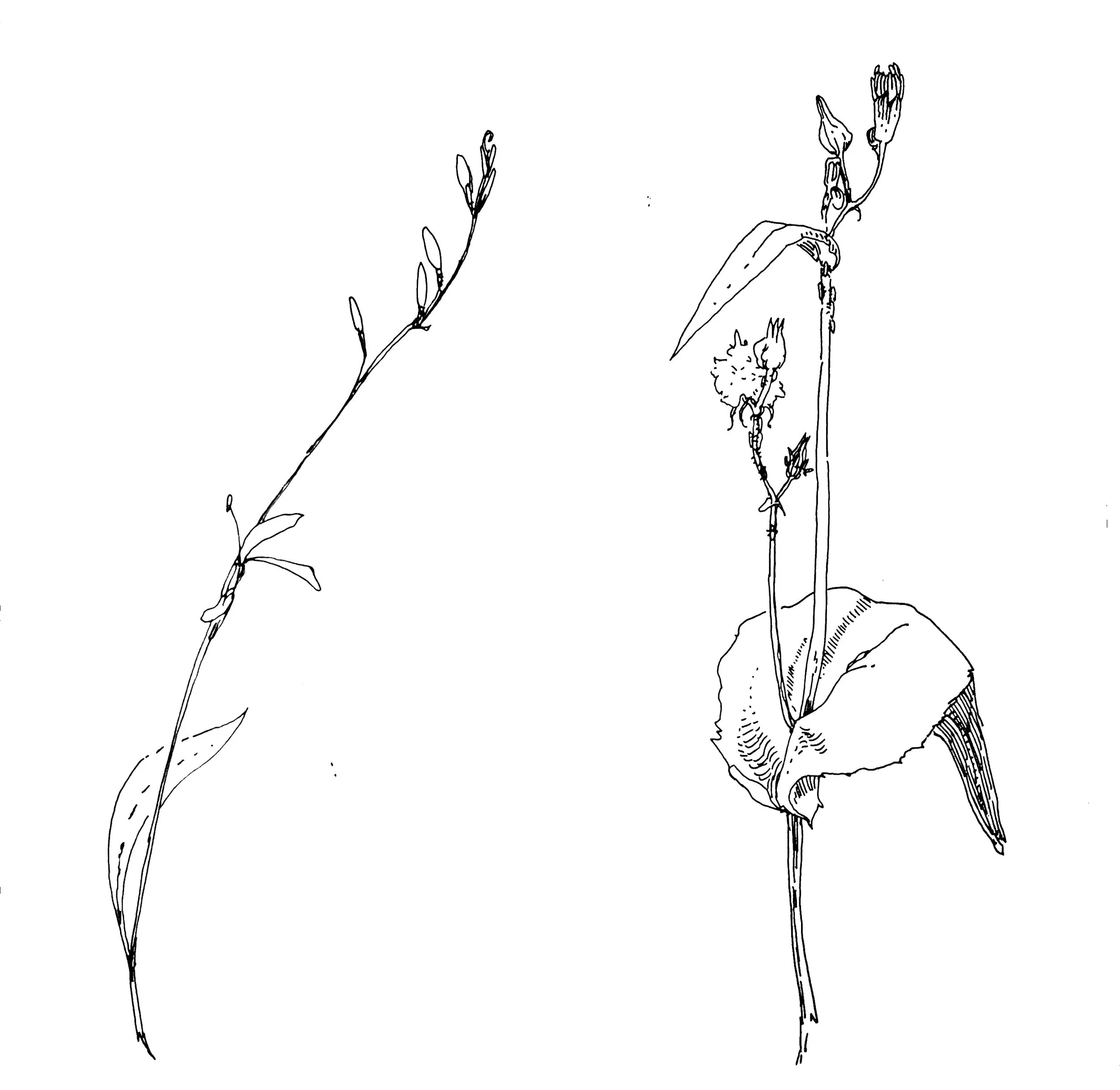 Line drawing of a plant with multiple stems, leaves, buds, and flowers.