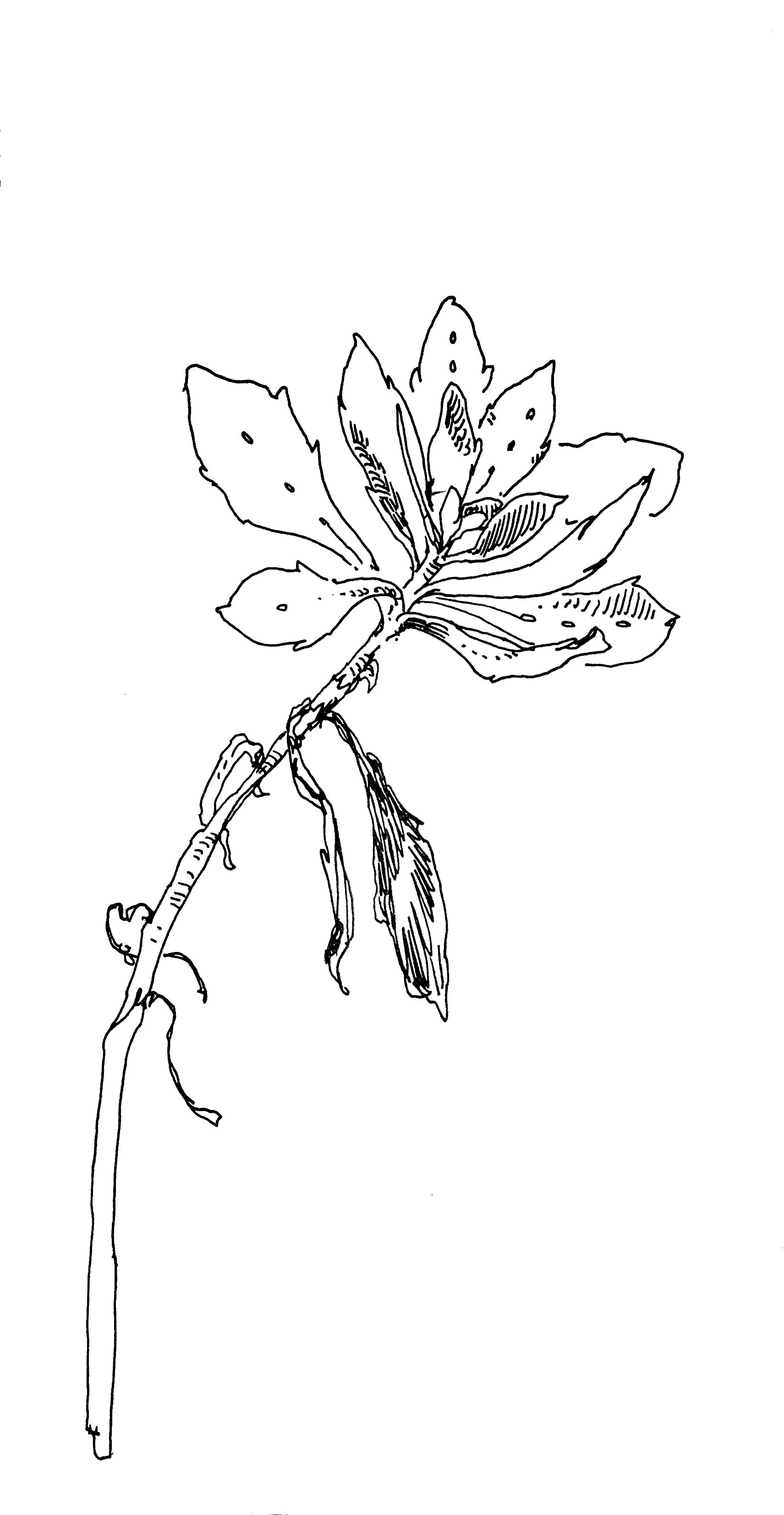 Line drawing of a cactus plant with multiple leaves and a tall, thin stem.