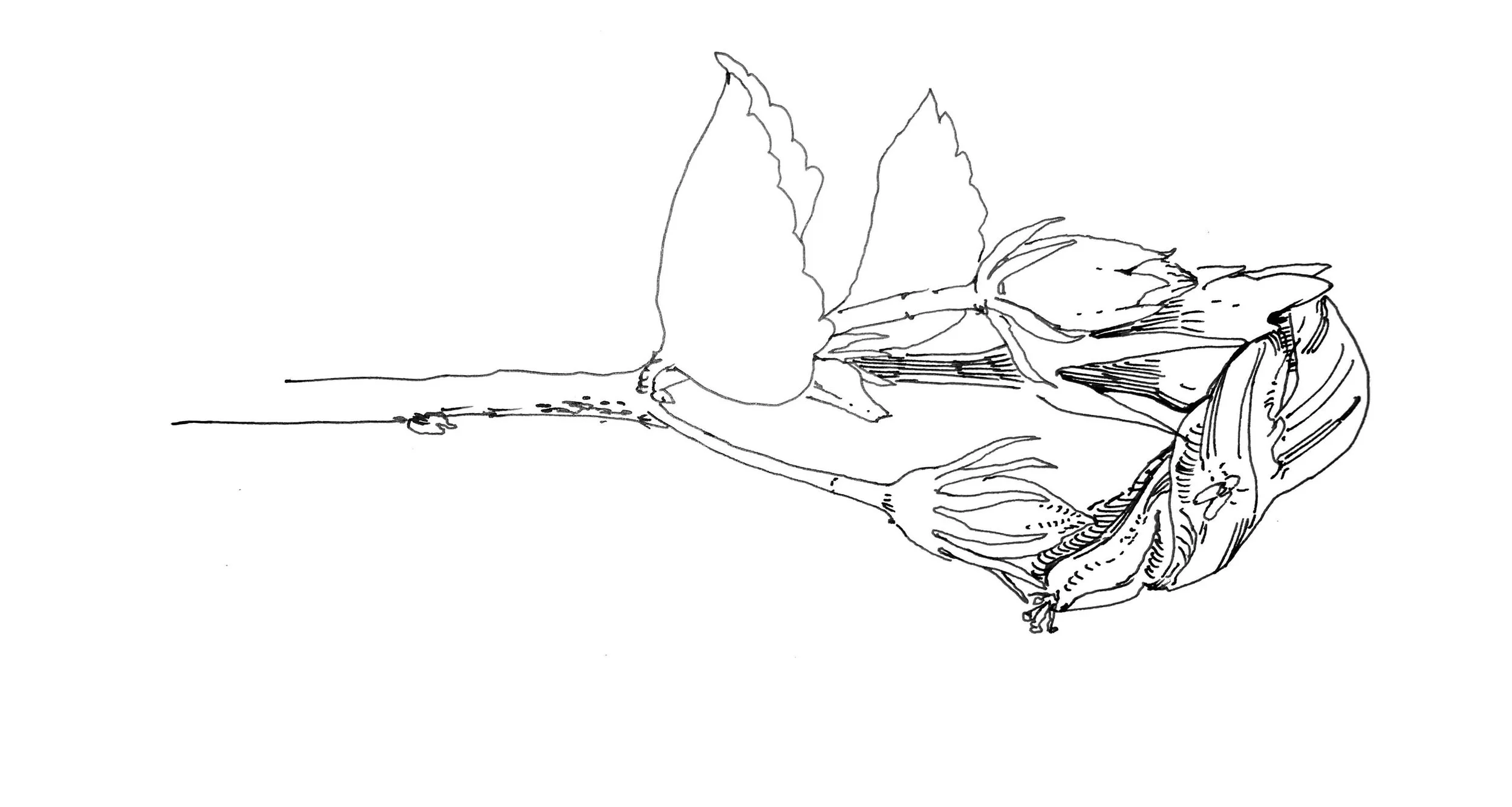 Line drawing of a person with a plant growing from their head, showing leaves and stem.