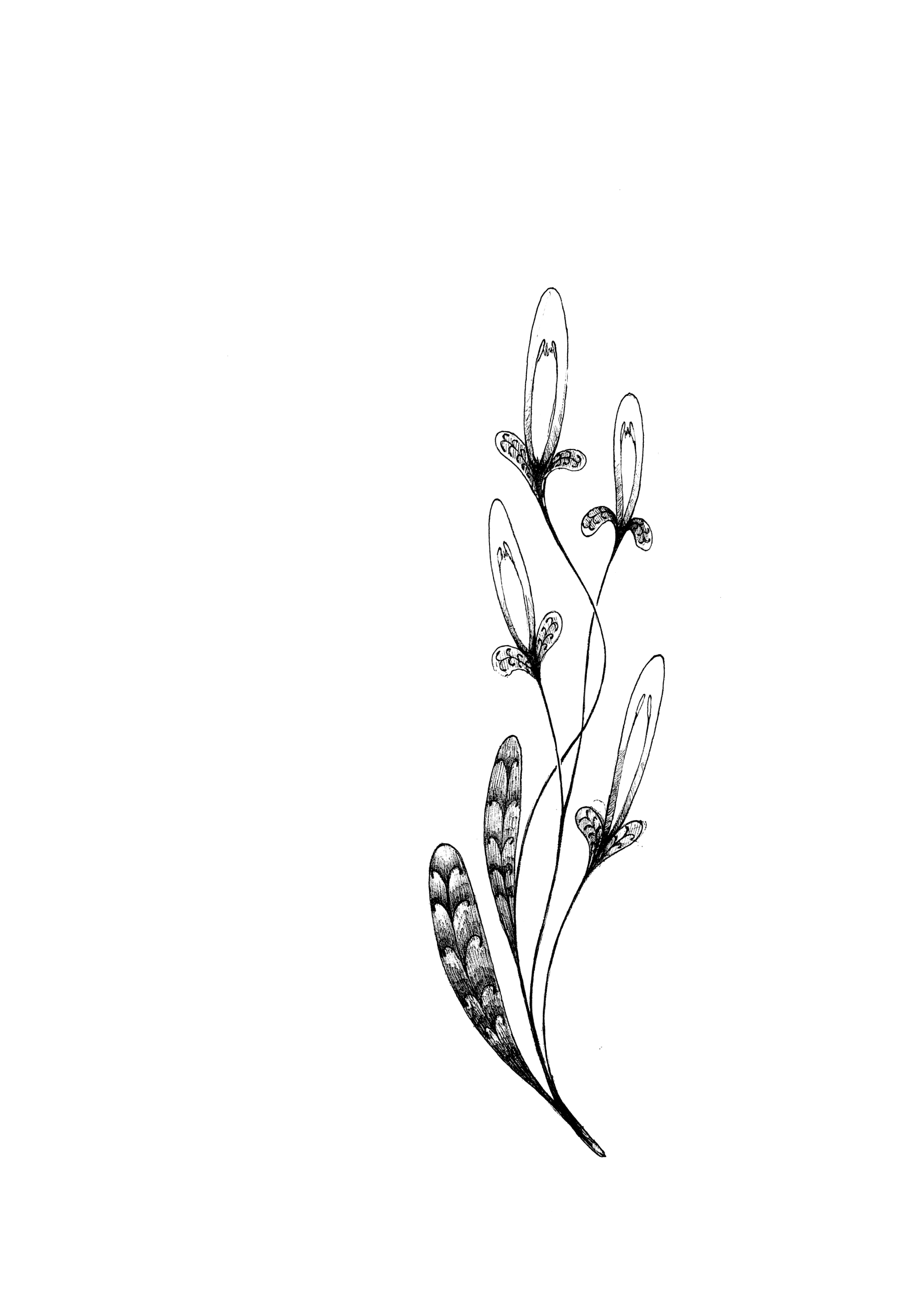 Black and white illustration of a plant with elongated, oval leaves and small flowers or seed pods along the stem.