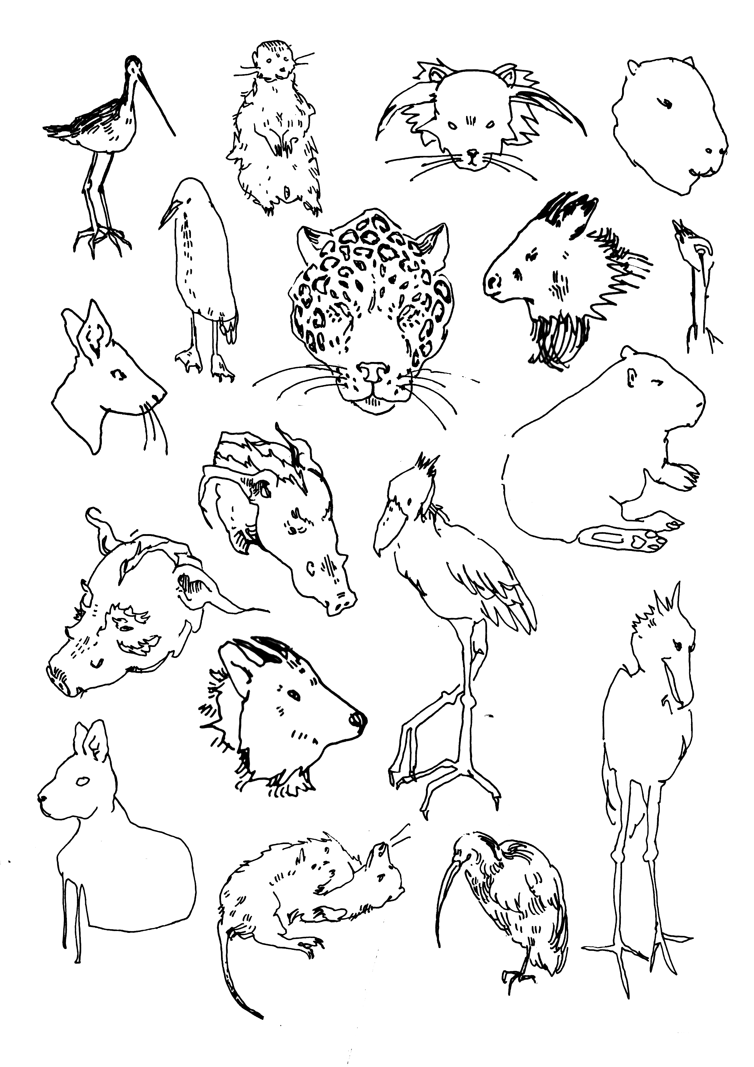 Black and white sketch of various animals, including a stork, ferret, lion, guinea pig, leopard, wolf, horse, mouse, and bird, all drawn with simple line art.