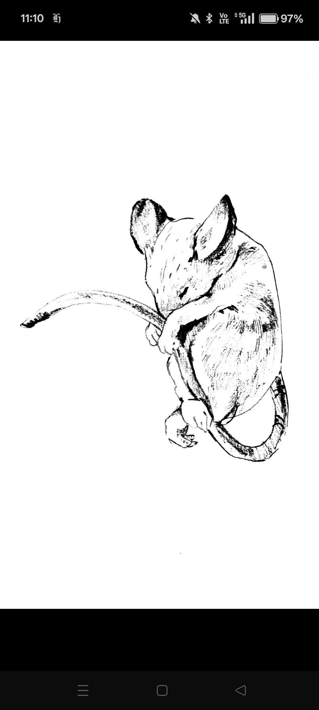 A black and white sketch of a mouse sitting and grooming itself, with detailed fur and large ears.