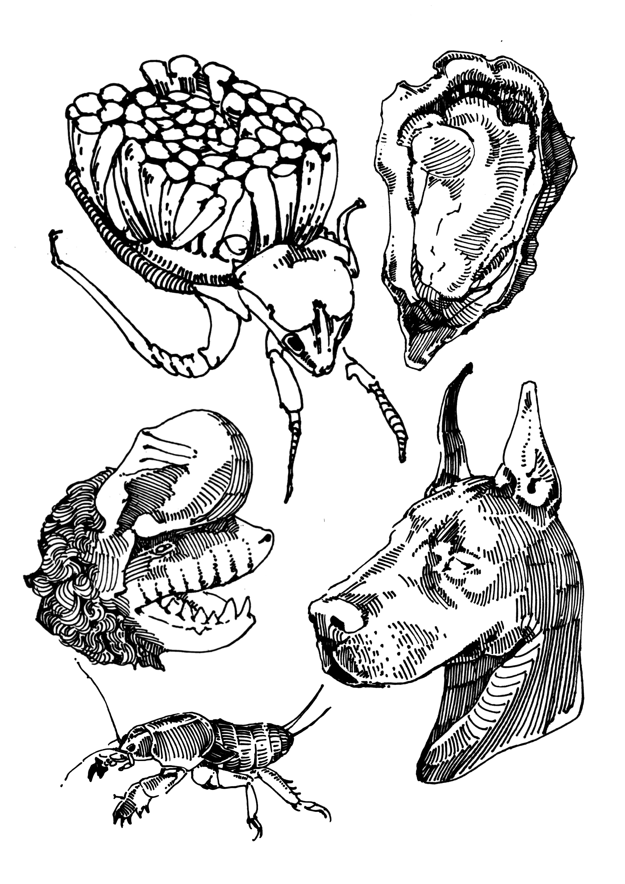 Dog taken