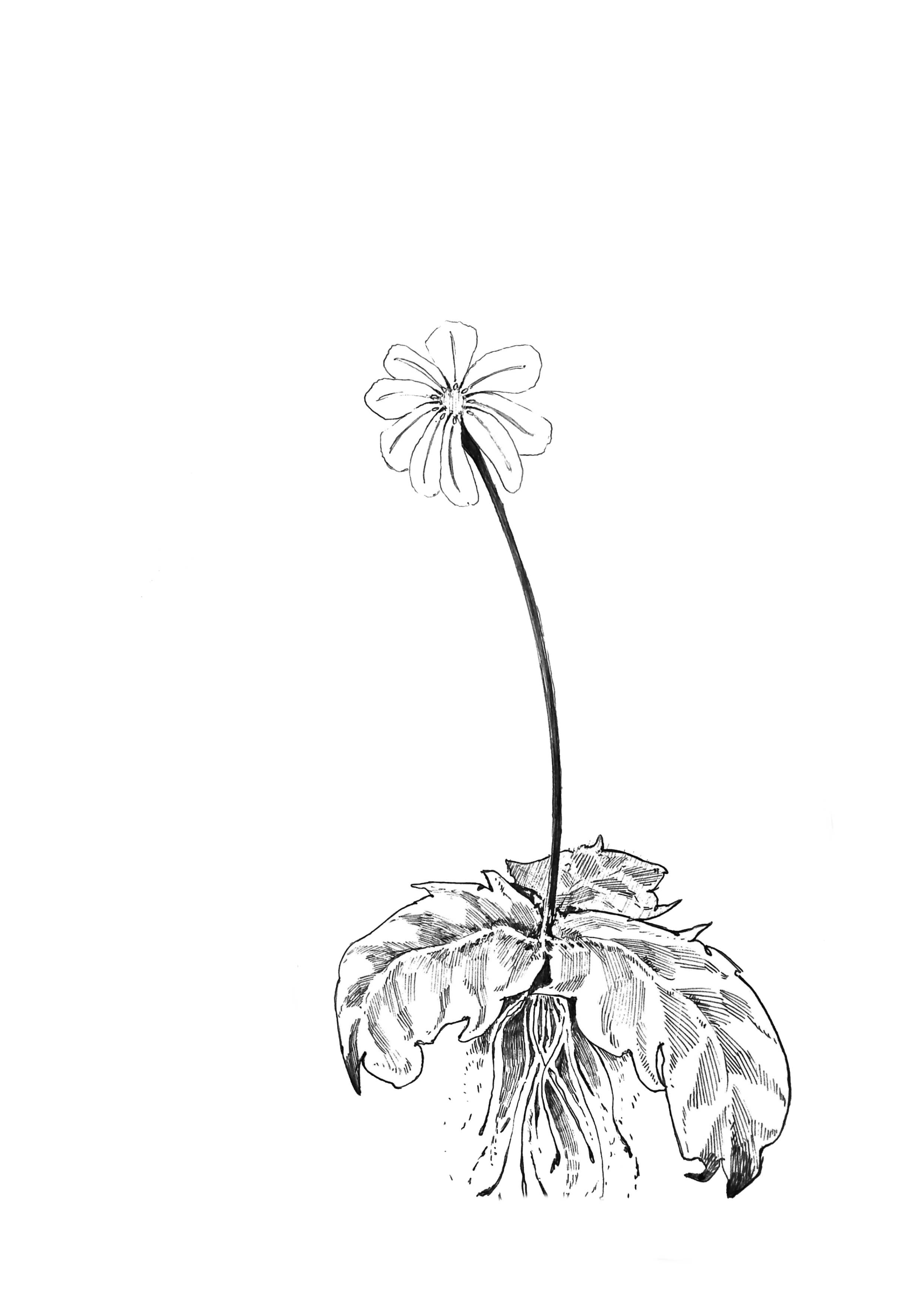 Black and white illustration of a flower with a long stem, a single leaf, and large, detailed petals.