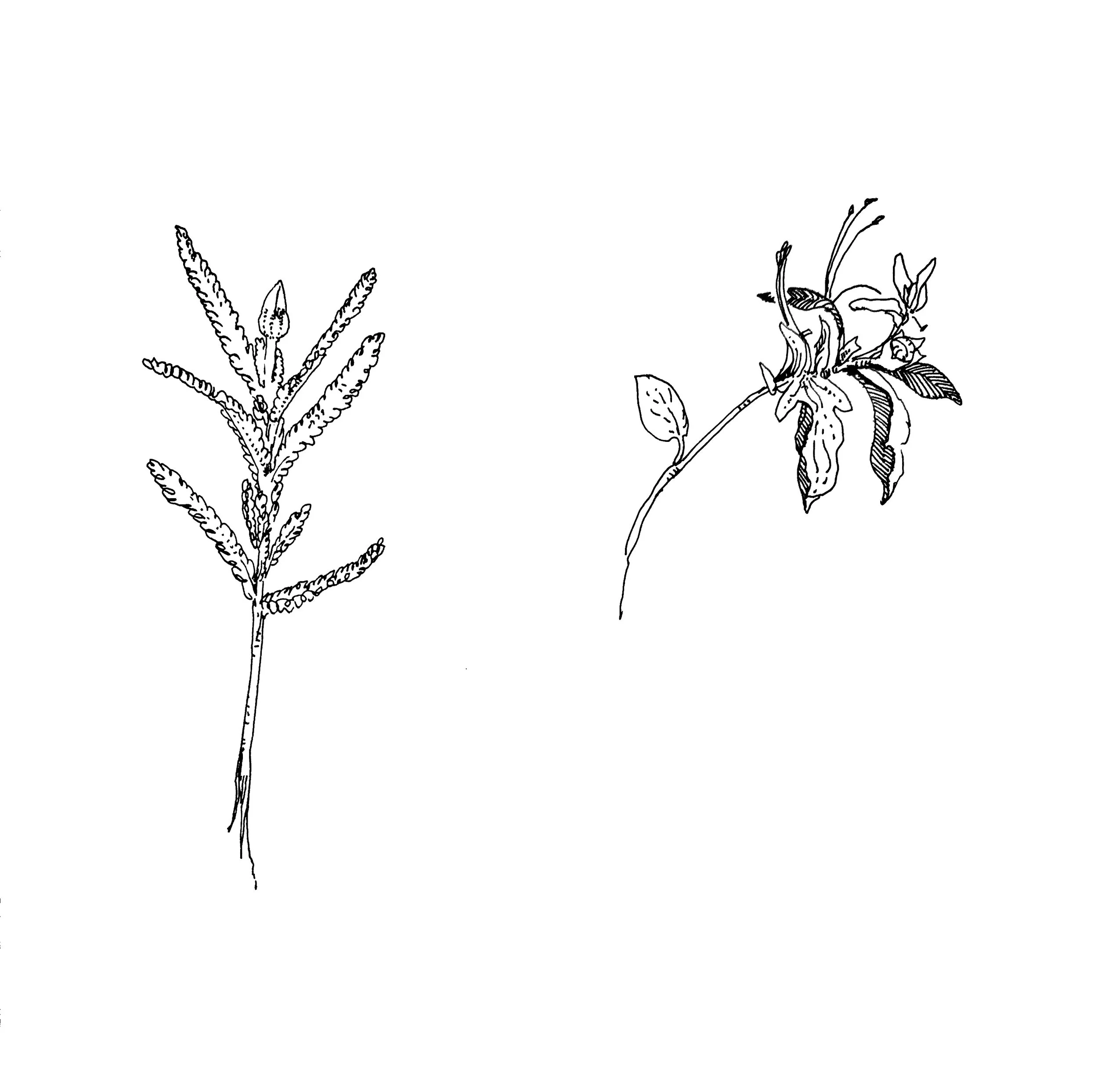 Black and white line drawings of plants with leaves and stems.