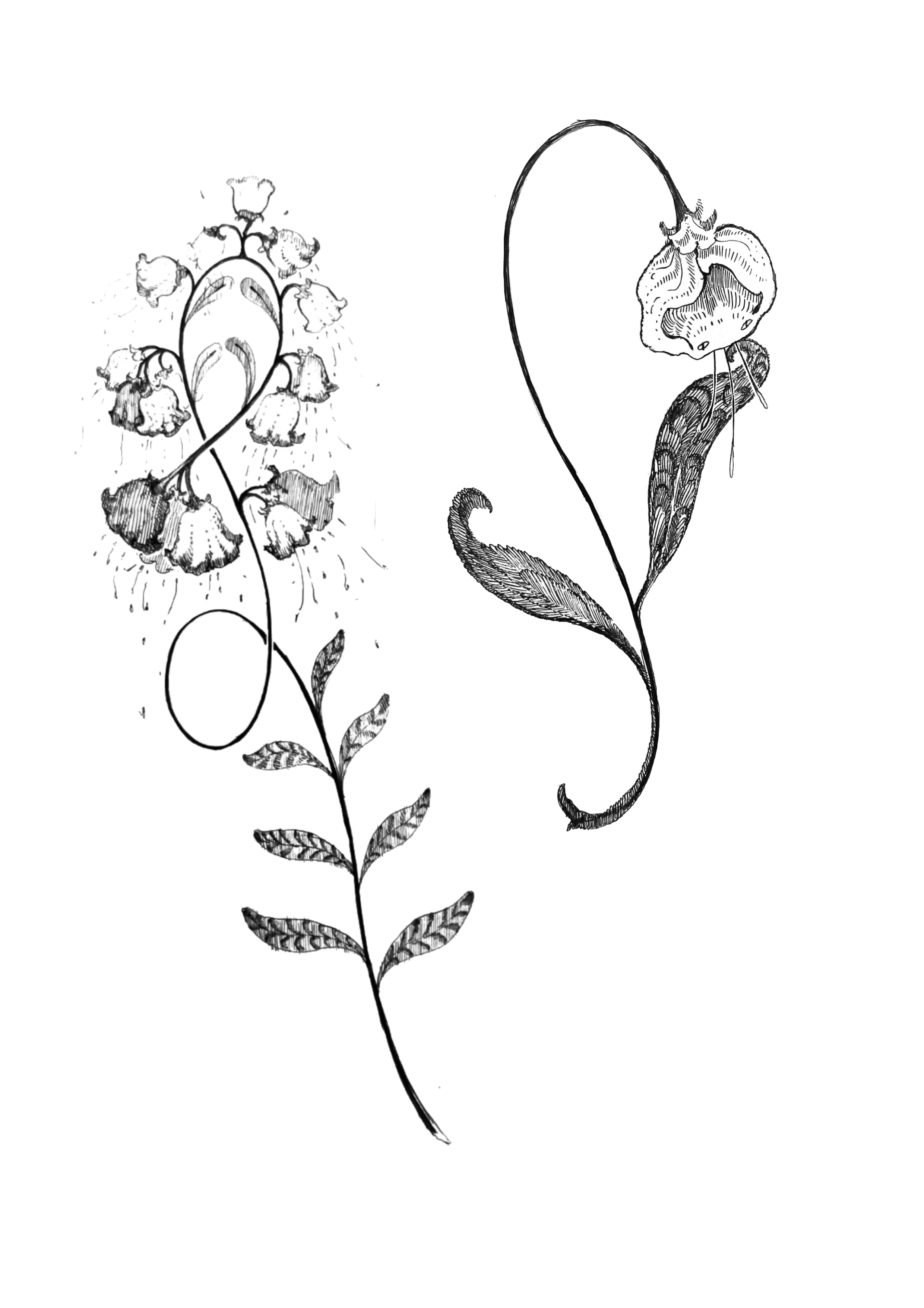 Black and white botanical illustration of a flower with a curved stem, multiple leaves, and two blooms, one with a drooping petal.