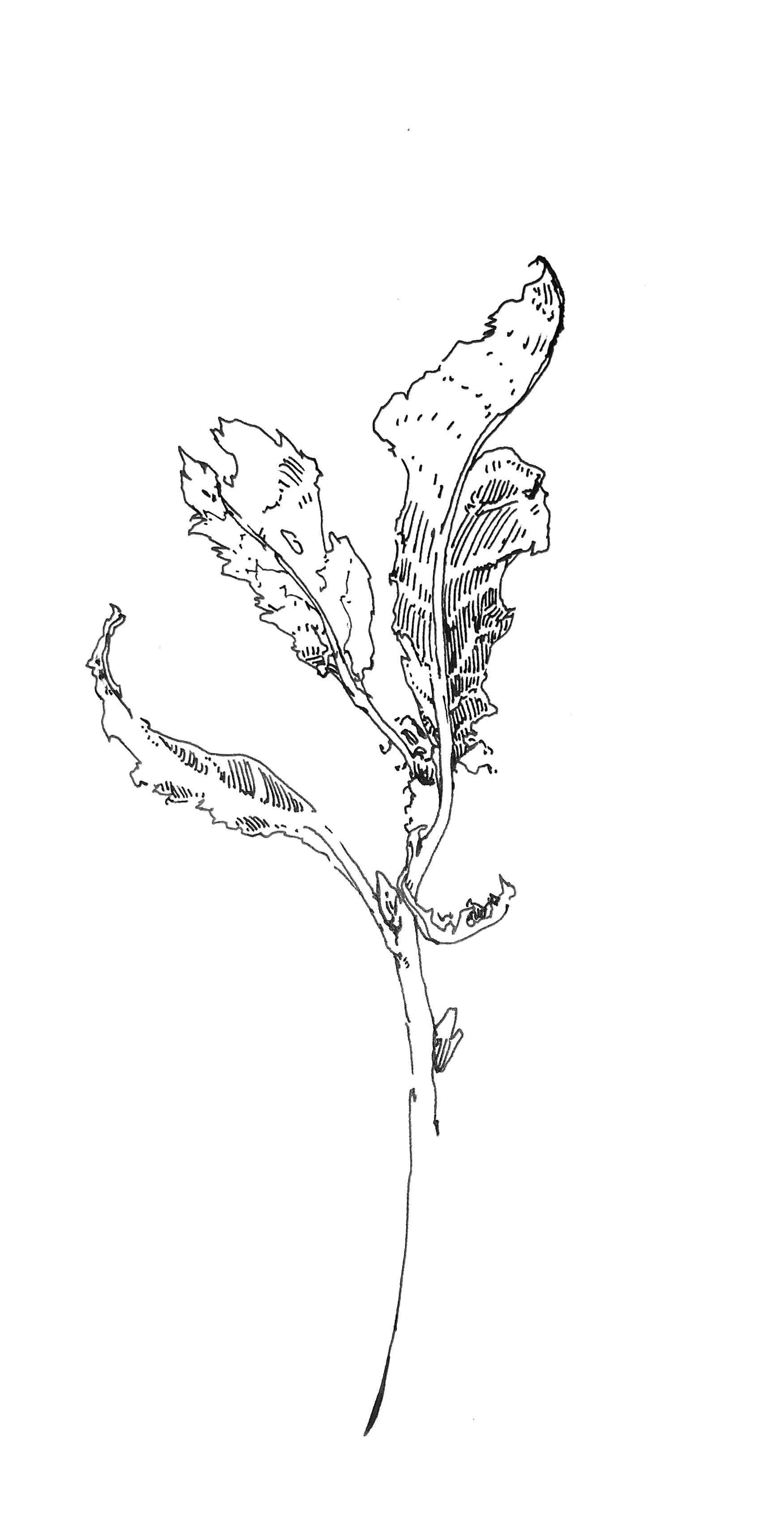 Line drawing of a wilted, damaged plant with several elongated, tattered leaves on a long, thin stem.