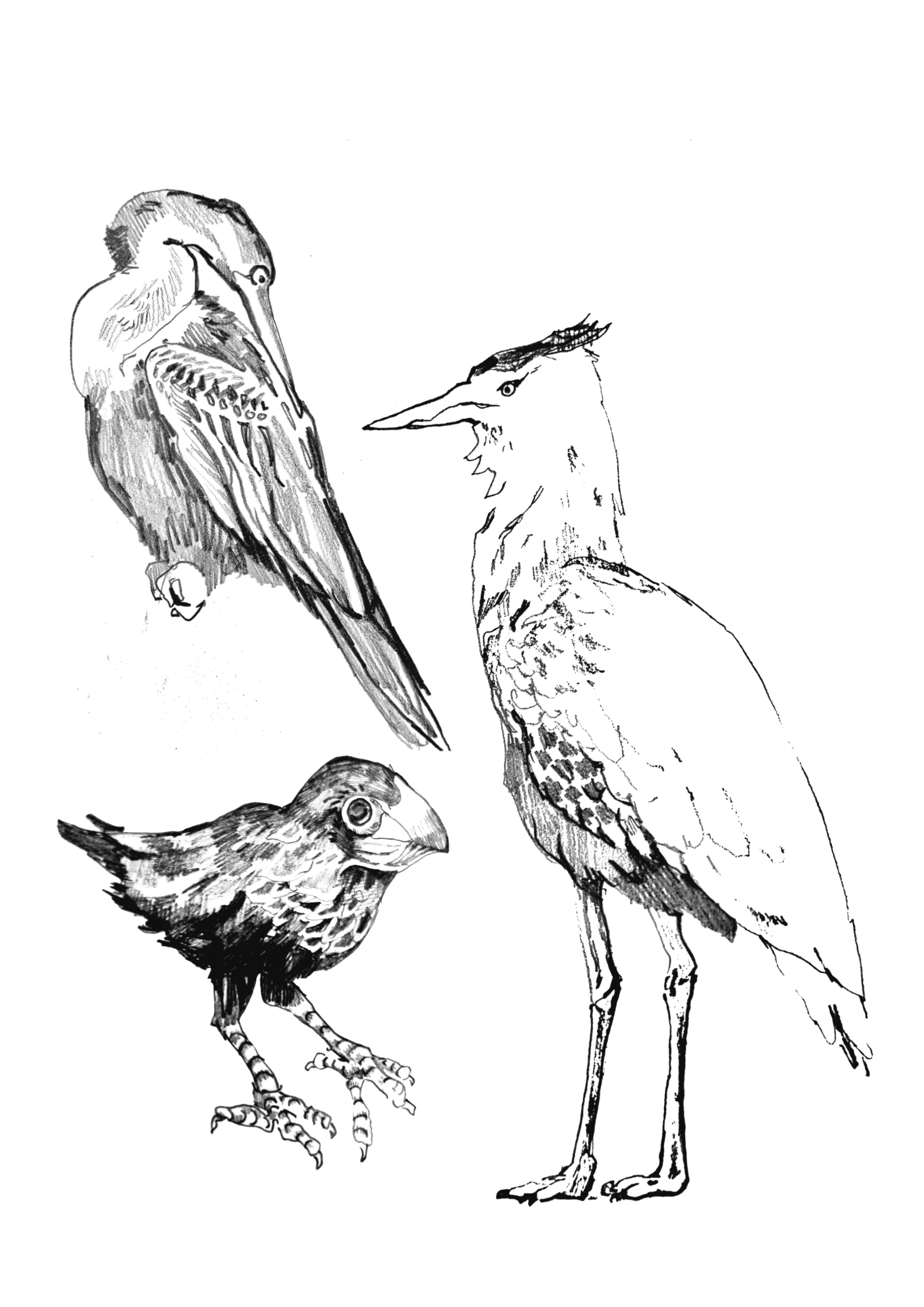 Black and white line drawing of four different birds, each with distinct features and sizes.