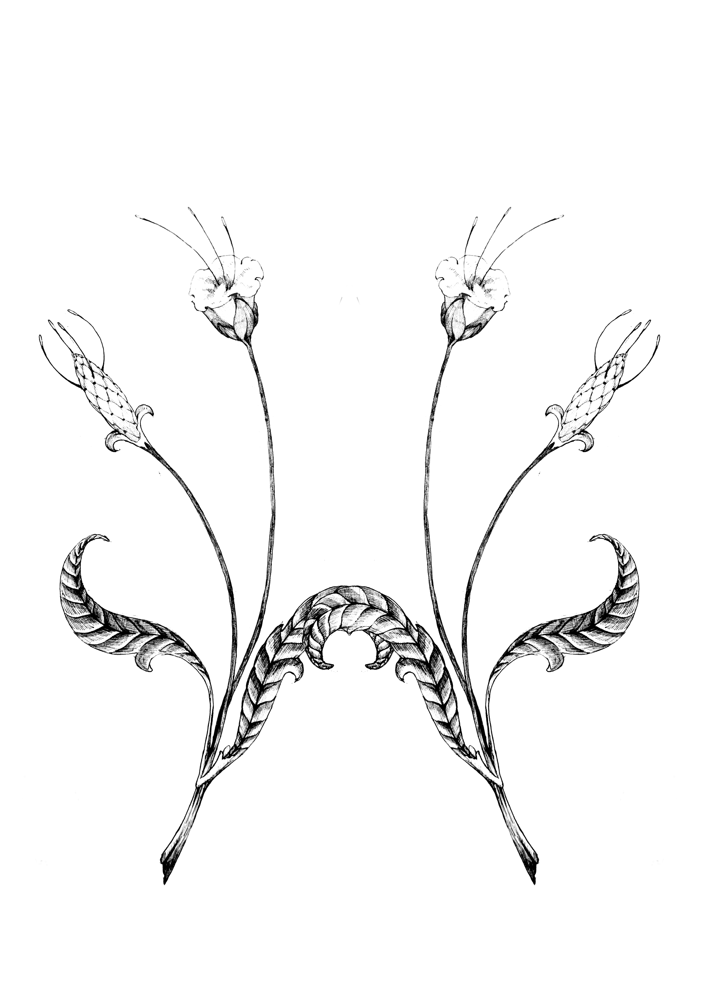 Black and white drawing of a symmetrical floral design with leaves and tulip-like flowers.