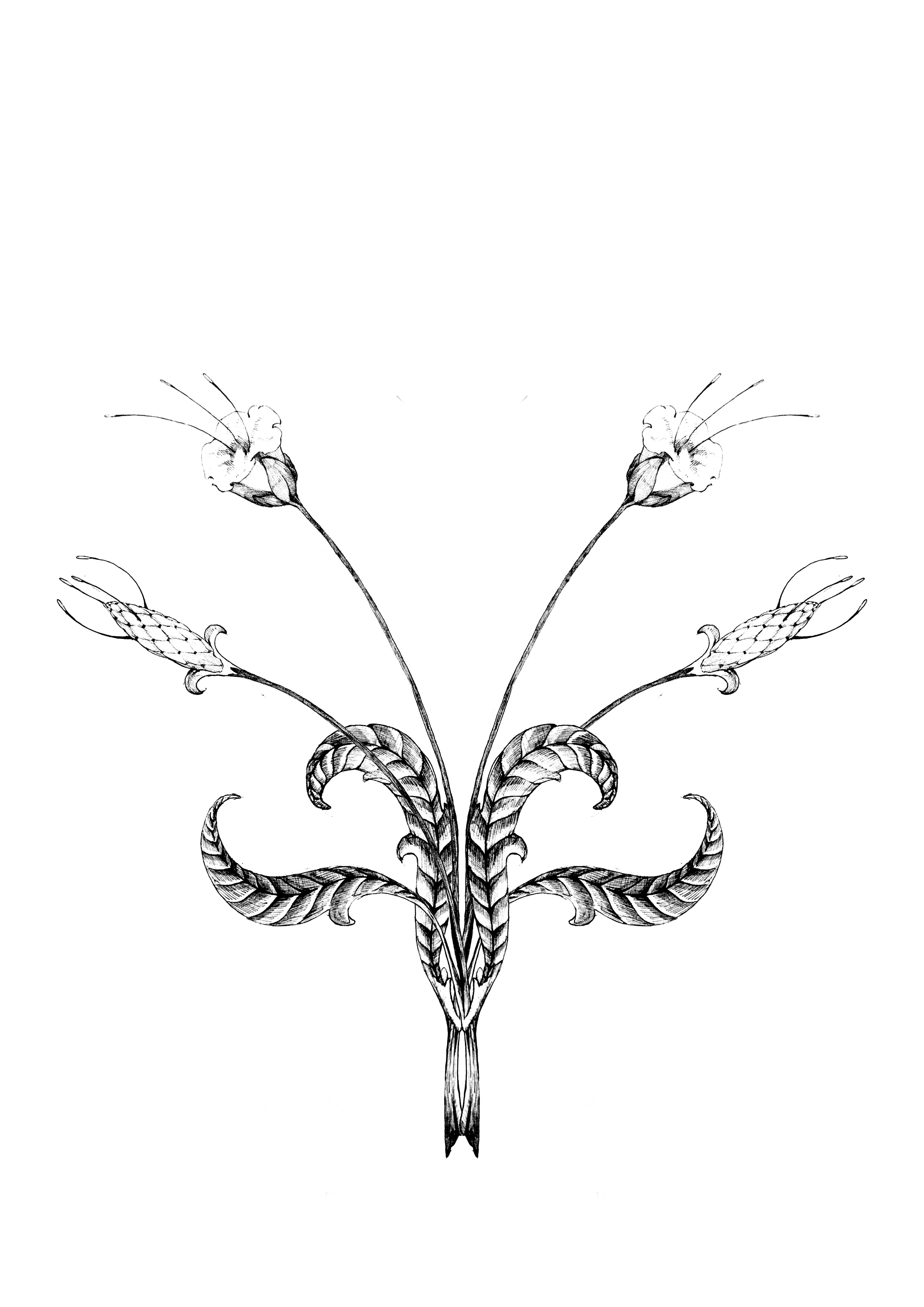 Black and white symmetrical illustration of a dragon with detailed scales, wings, and elongated tail.