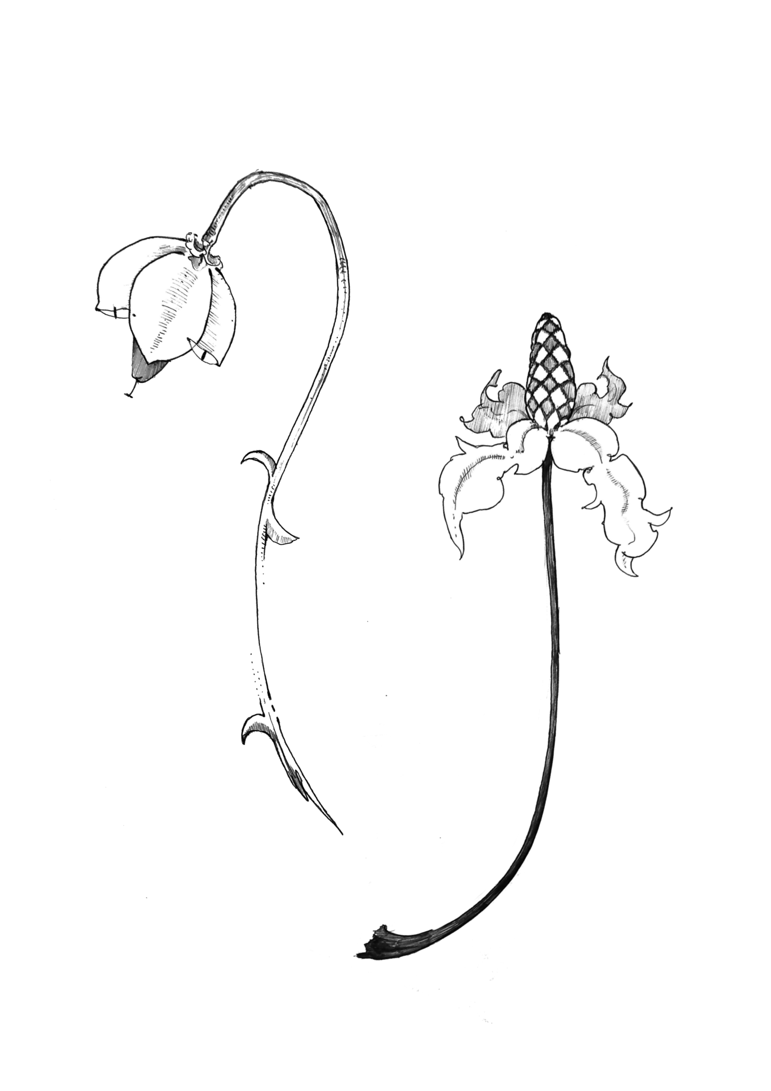 Black and white line drawing of two orchid flowers on long, curved stems.