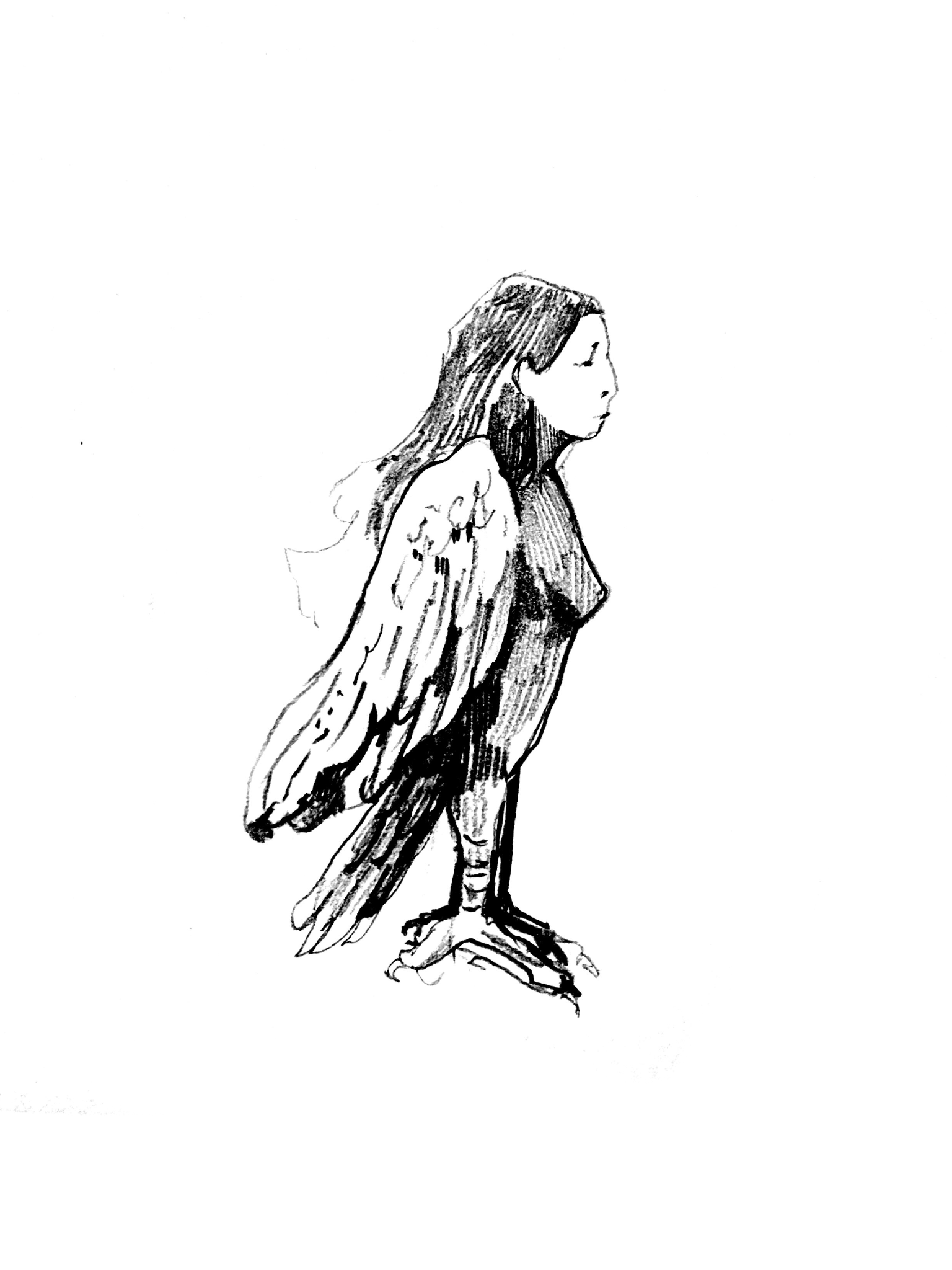 Black and white drawing of a bird with long feathers, standing on a surface and facing to the right.