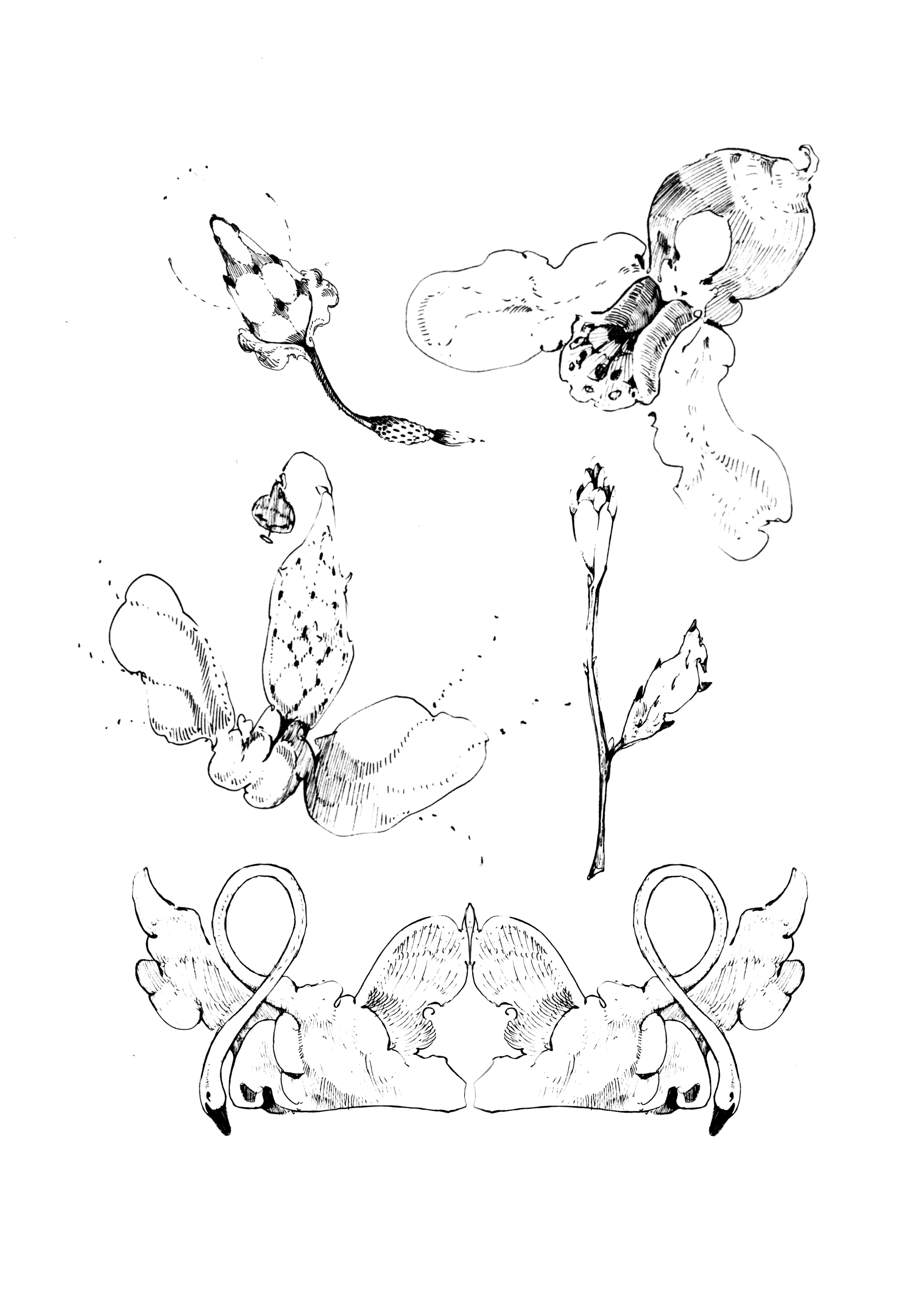 Black and white line drawing of various flowers and plant elements arranged symmetrically.