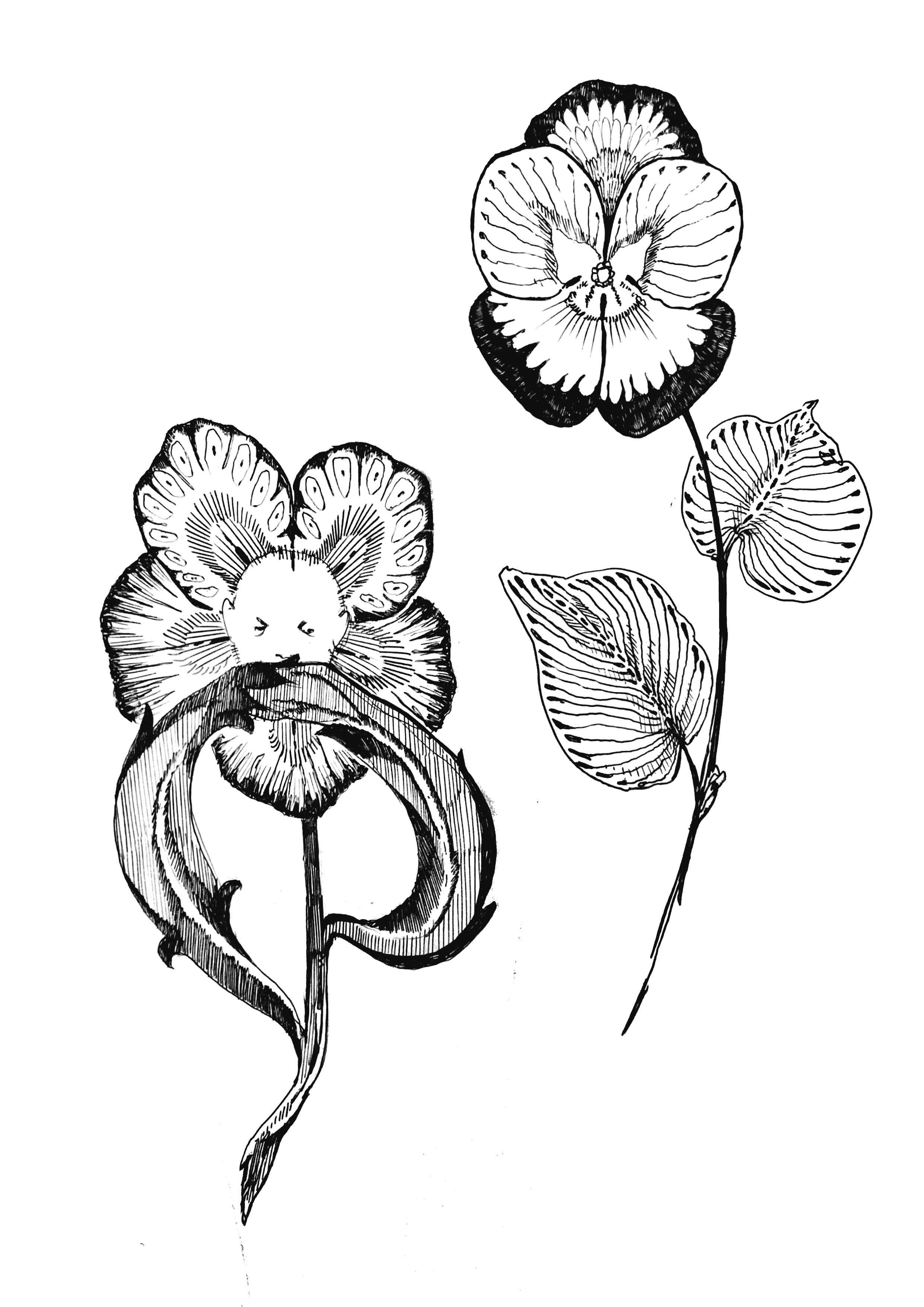 Black and white line drawing of two pansy flowers with detailed petals and leaves.