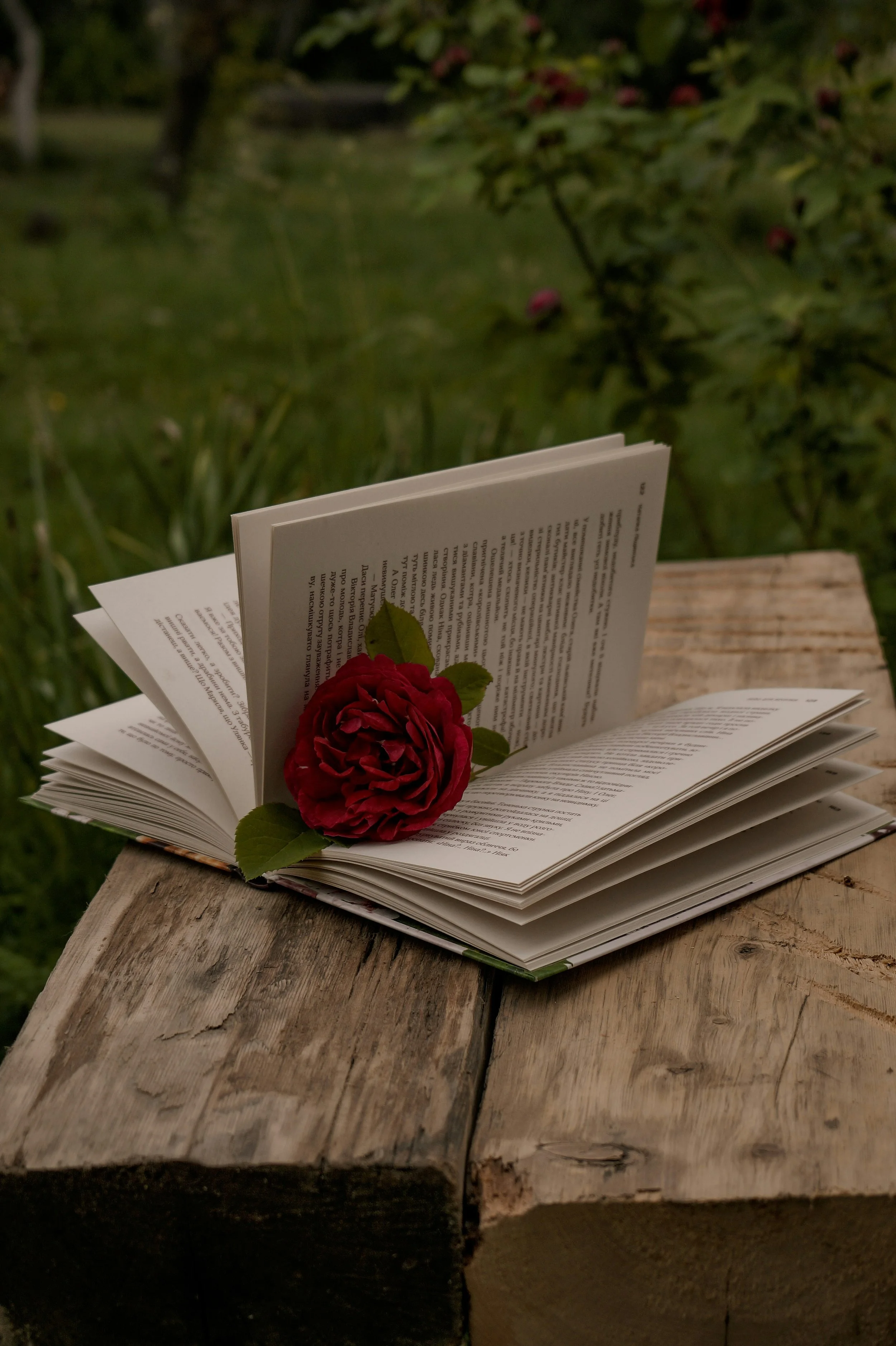 Open book with a red rose on a rustic wooden table outdoors, with greenery in the background.