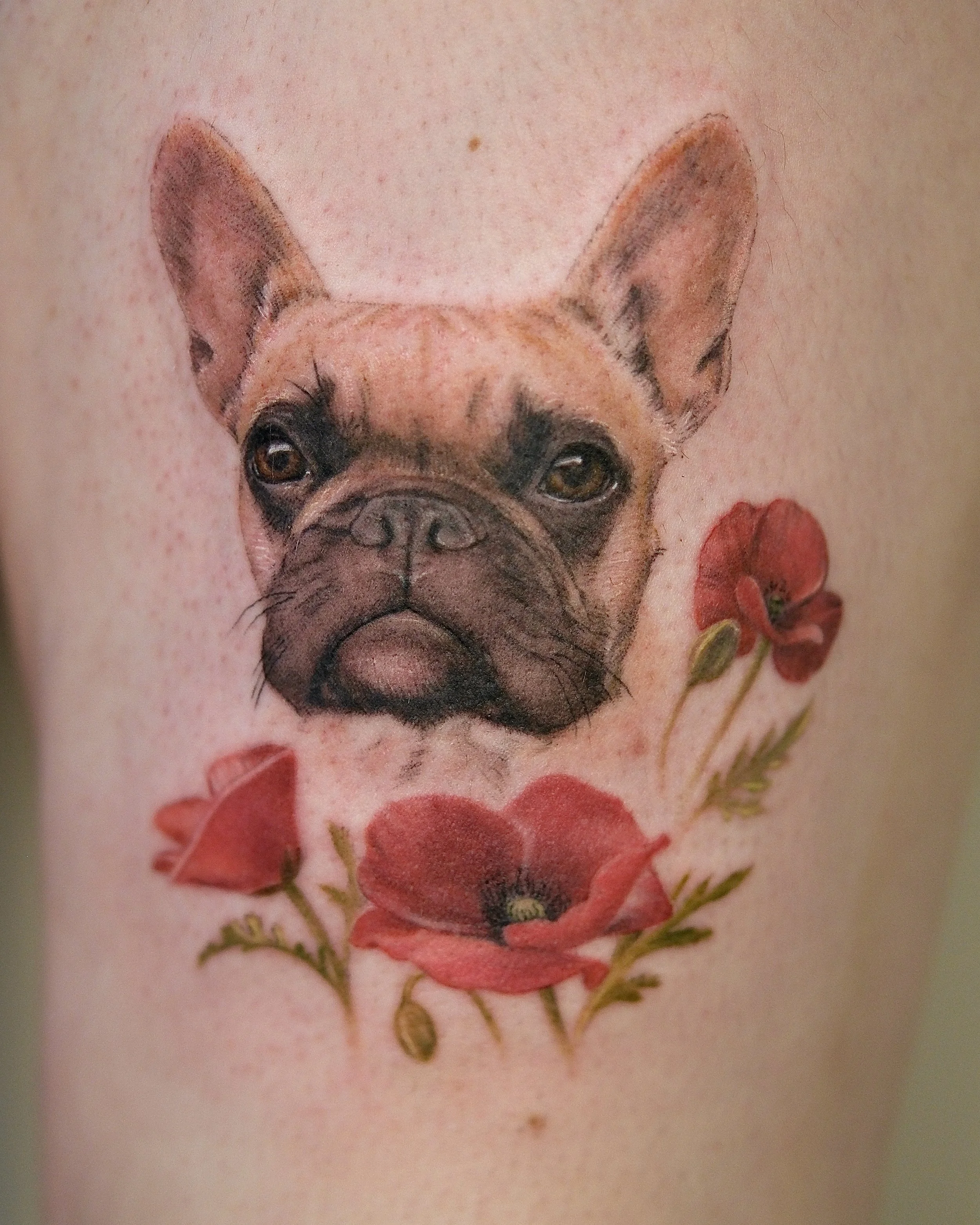Custom realistic color pet portrait