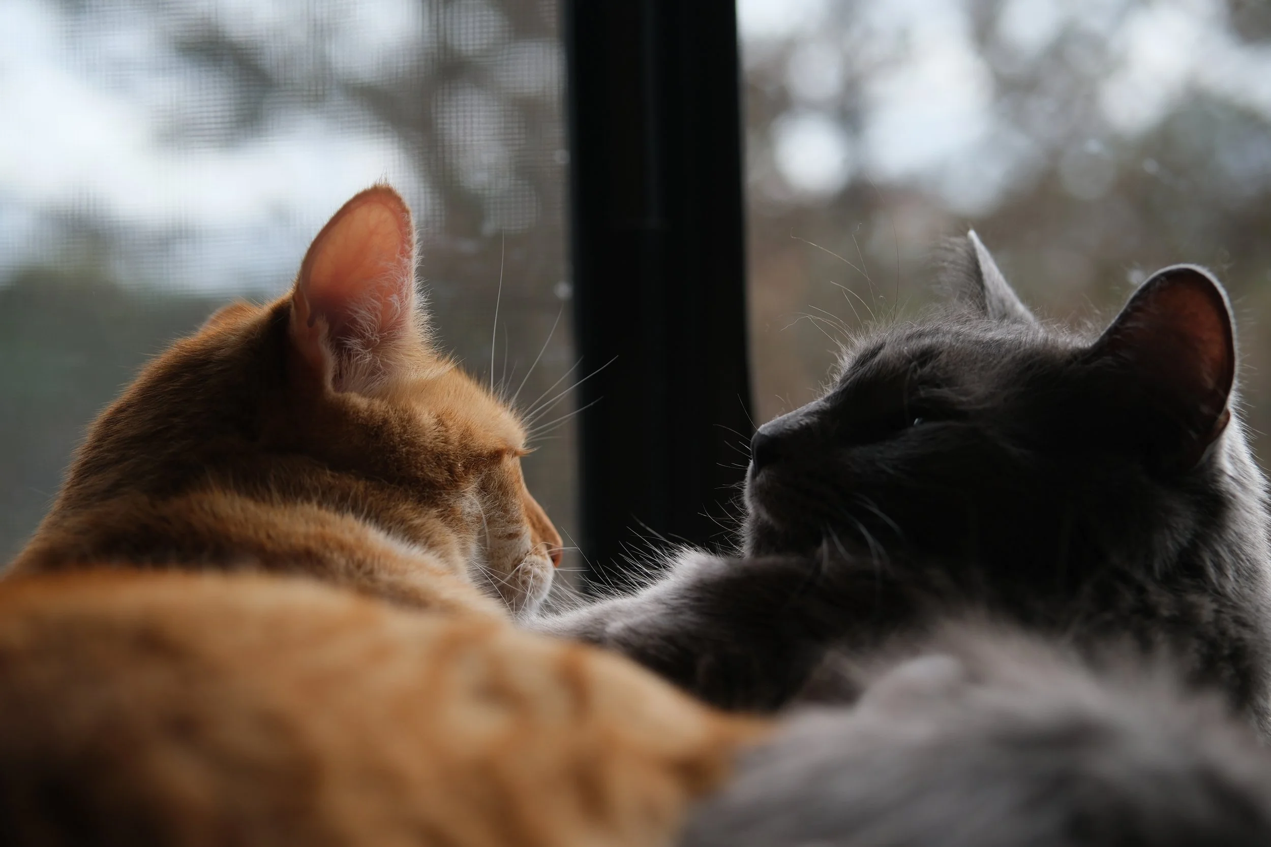 Emmett and Lucy <3
