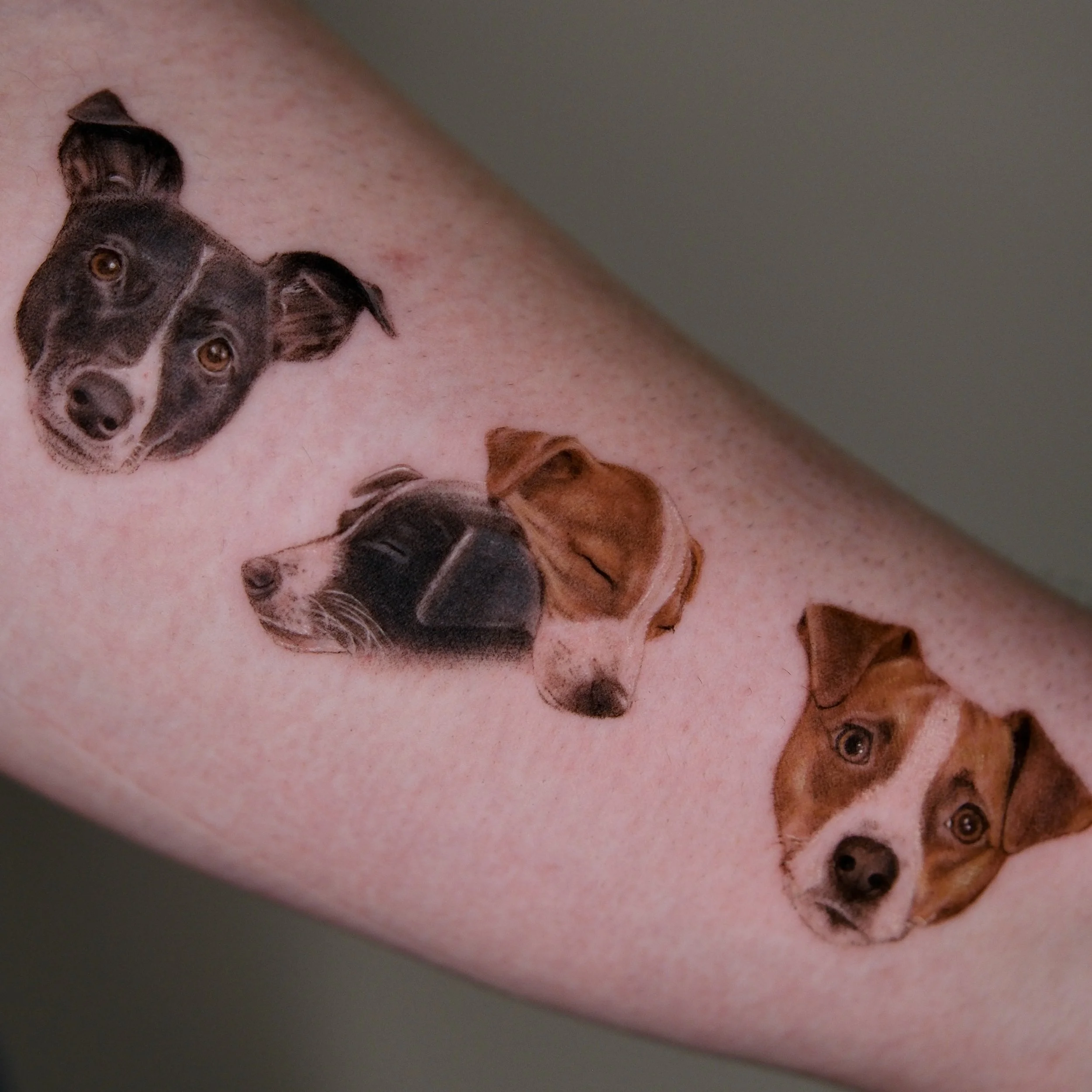 Custom realistic color pet portraits