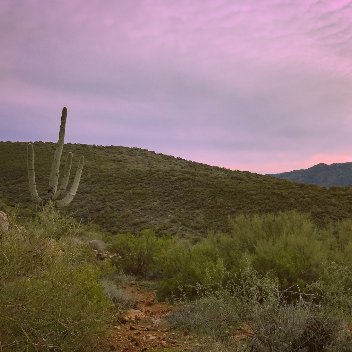 Desert landscape with a saguaro cactus, green shrubs, hills, and mountains at sunset with pink and purple sky.