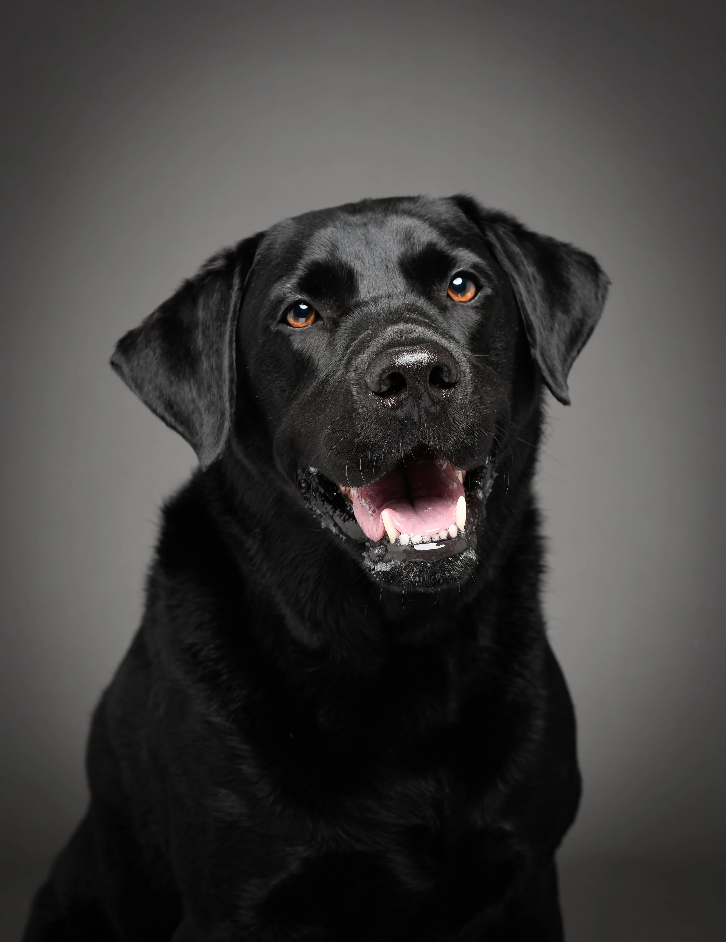 Close-up of a black Labrador Retriever puppy with amber eyes, mouth open, and tongue visible against a dark gray background.