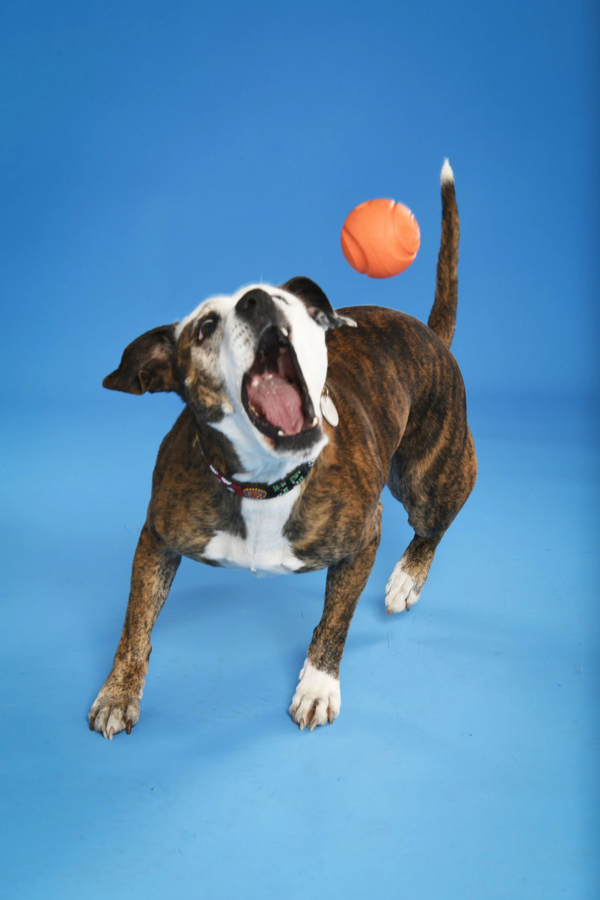 A brindle-colored dog with a white face and chest, running on a blue surface, chasing an orange ball. The dog's mouth is open, showing excitement.