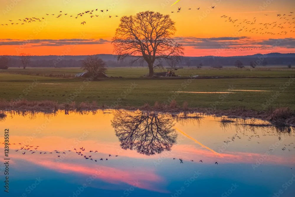 Ein ruhiger See spiegelt einen Baum und den farbenfrohen Sonnenuntergang, voller Vögel am Himmel.
