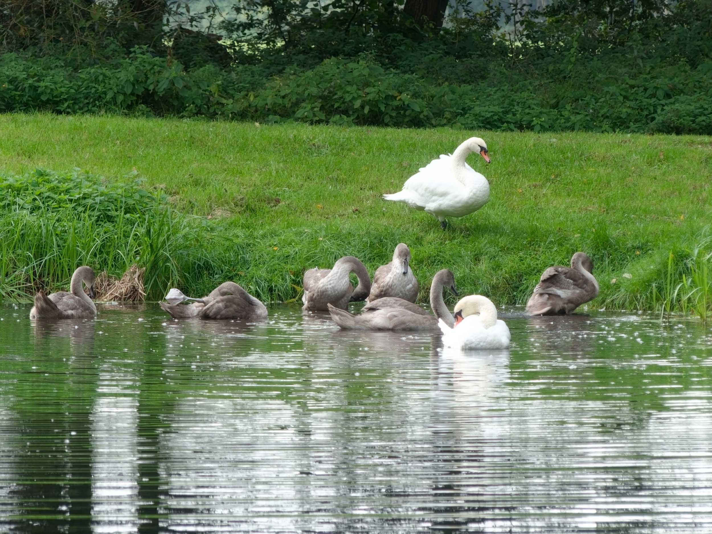Schwäne und Enten schwimmen auf einem Teich mit grüner Wiese im Hintergrund.