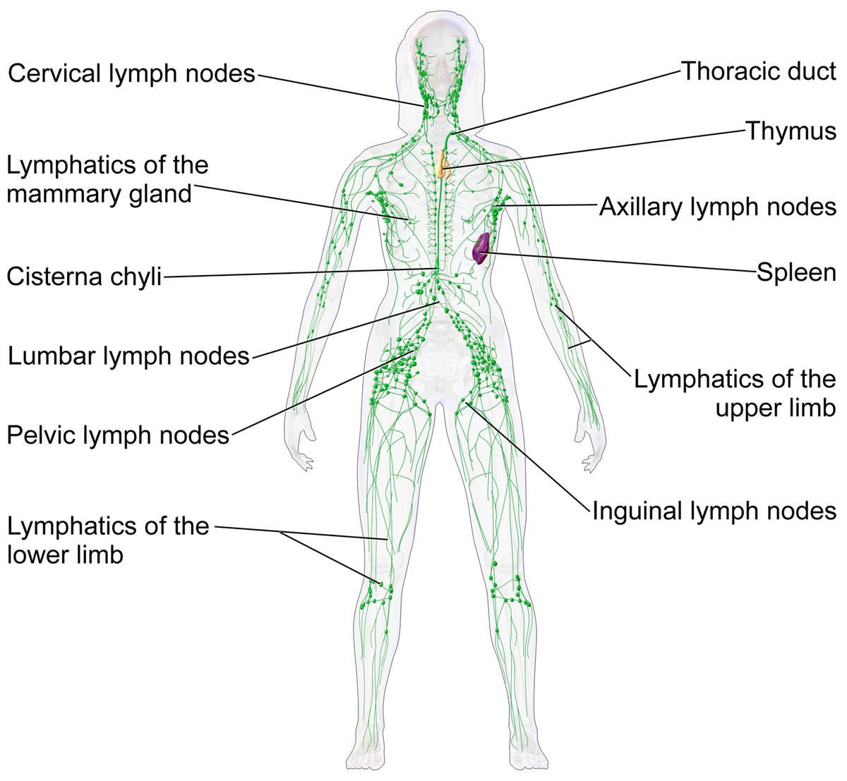 LymphaticSystem-211016-182341.png