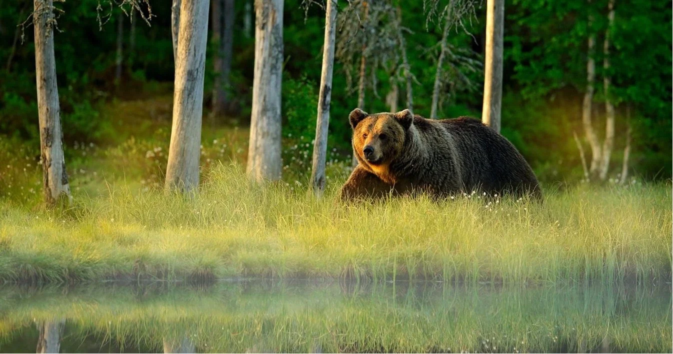 Bear in a northern forest landscape