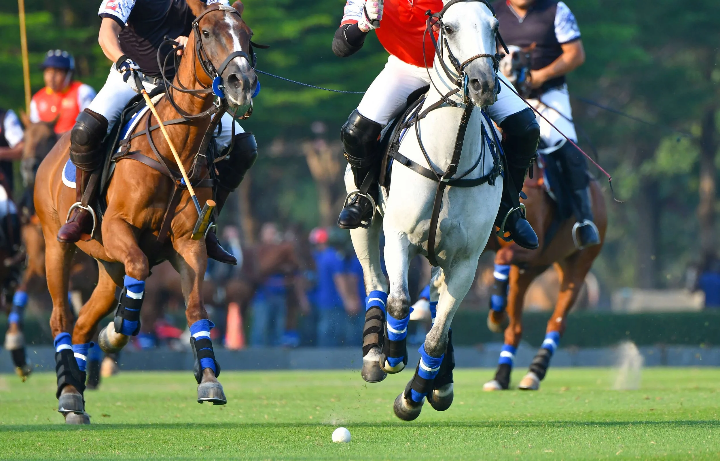 A polo match featuring two horseback players, one in a red shirt and the other in black, chasing a white ball on a grassy field, with other players and spectators in the background.