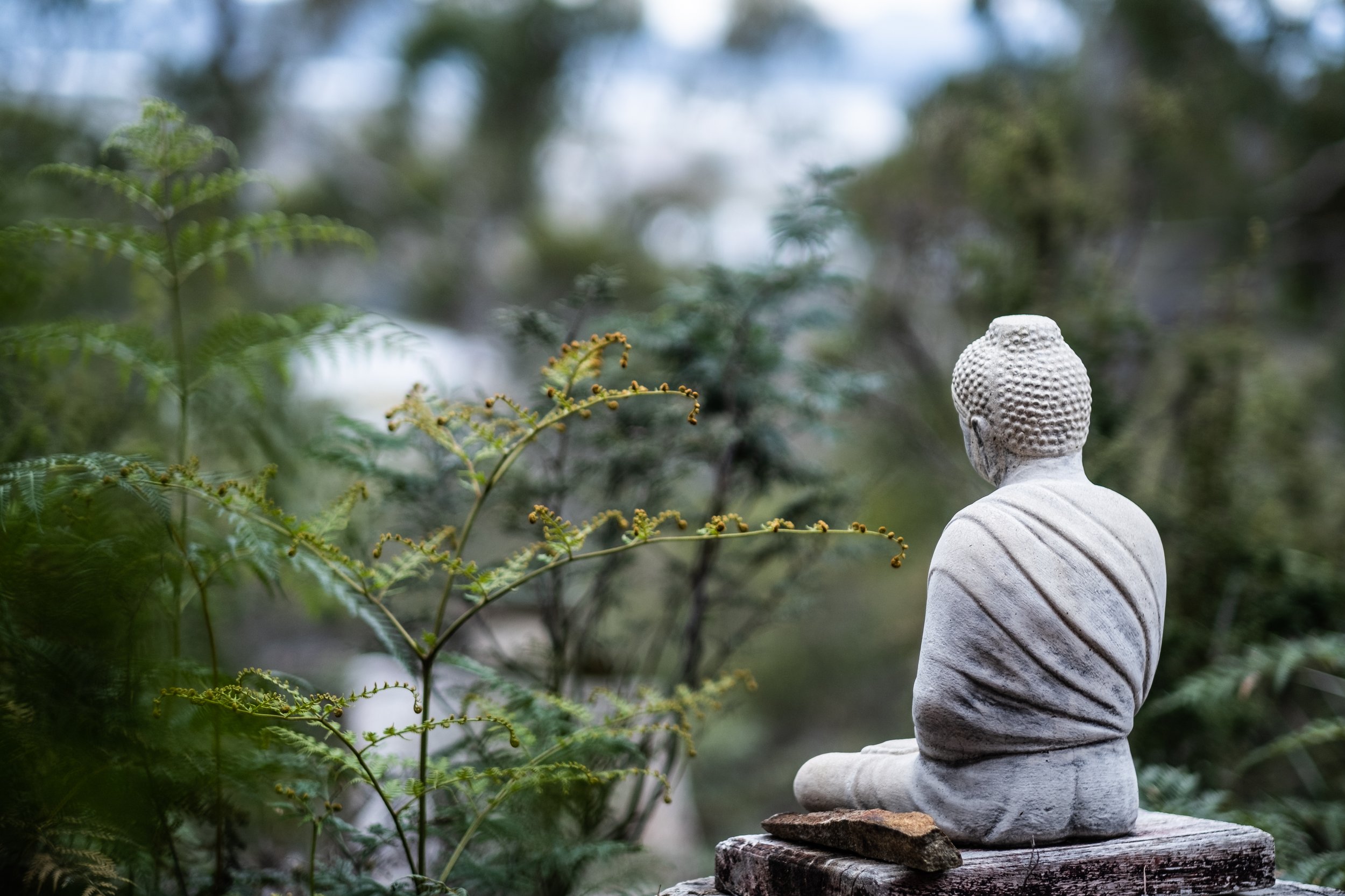 A buddha statue is sitting facing into the wilderness with local ferns in the view. The background is blurred do to a low focal point but it's majority is natural dark green.