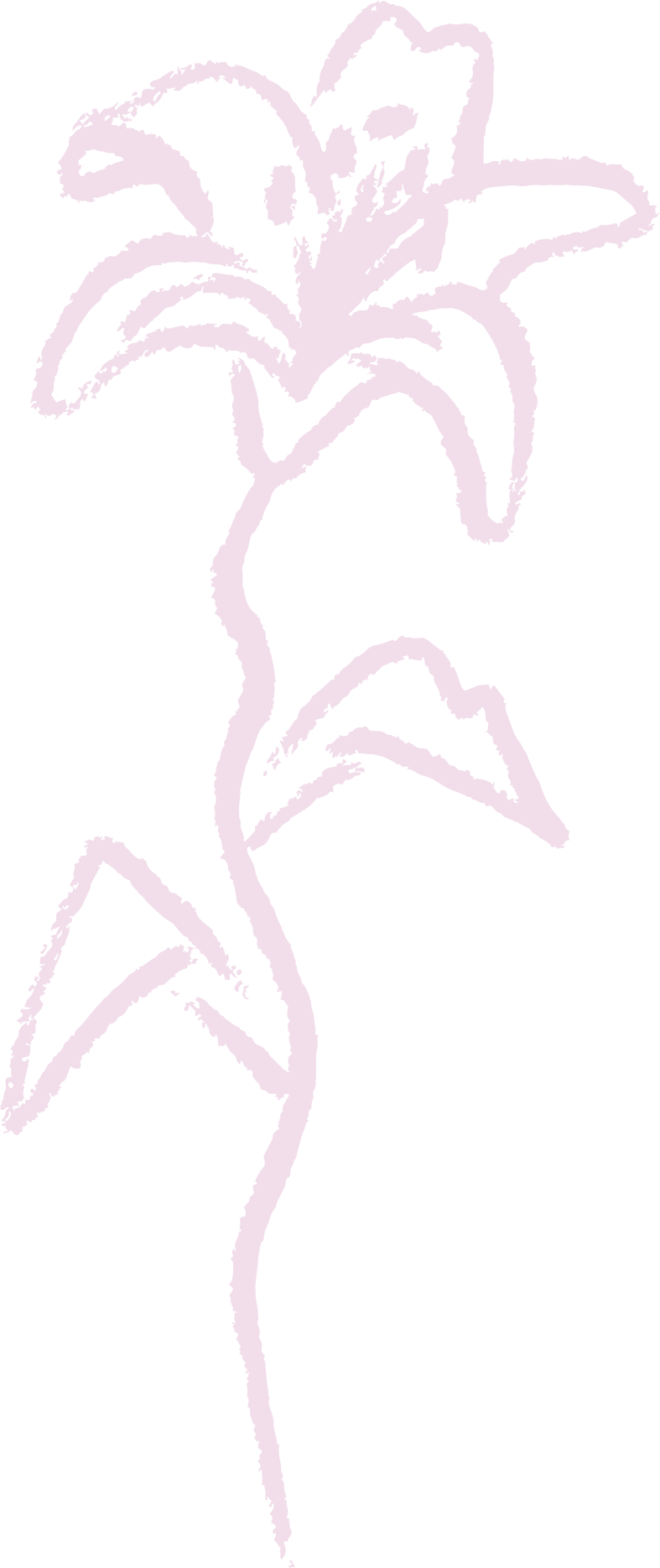 Outline of a lily flower with multiple petals, drawn in light pink.