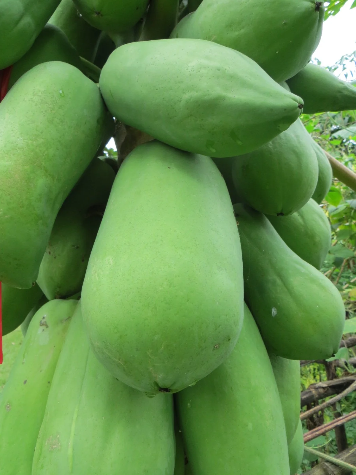 Papaya (Sunrise Solo)
