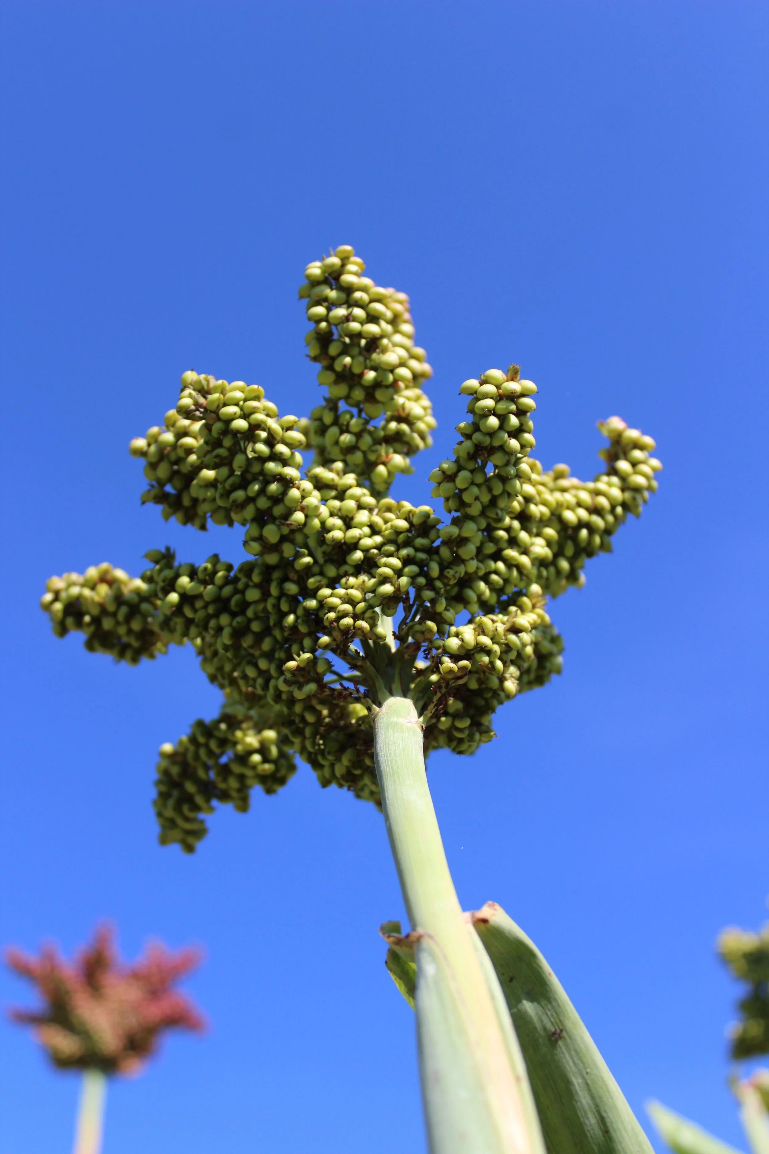 Sorghum (PI 521344)