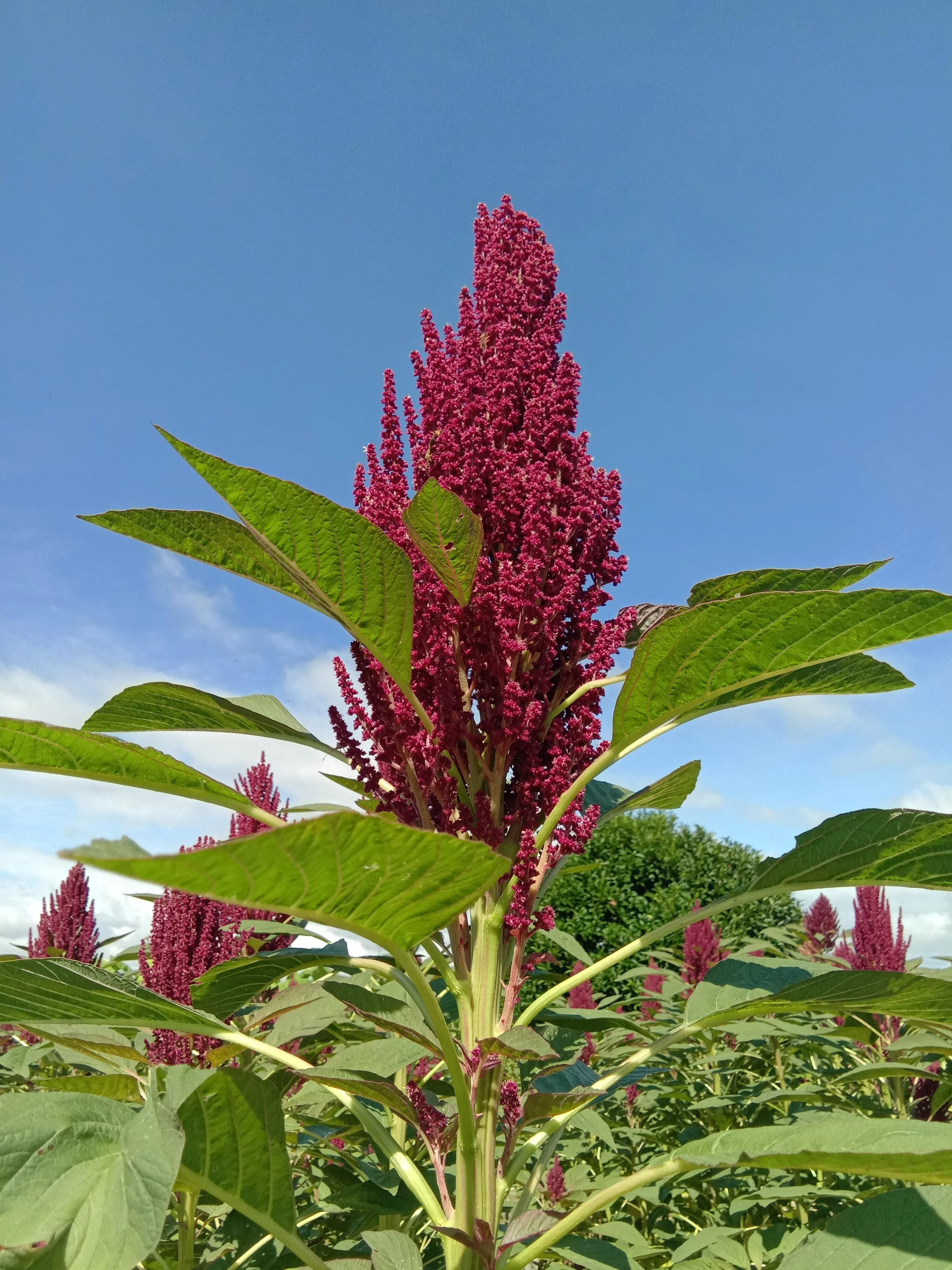 Grain Amaranth (PI 538320)