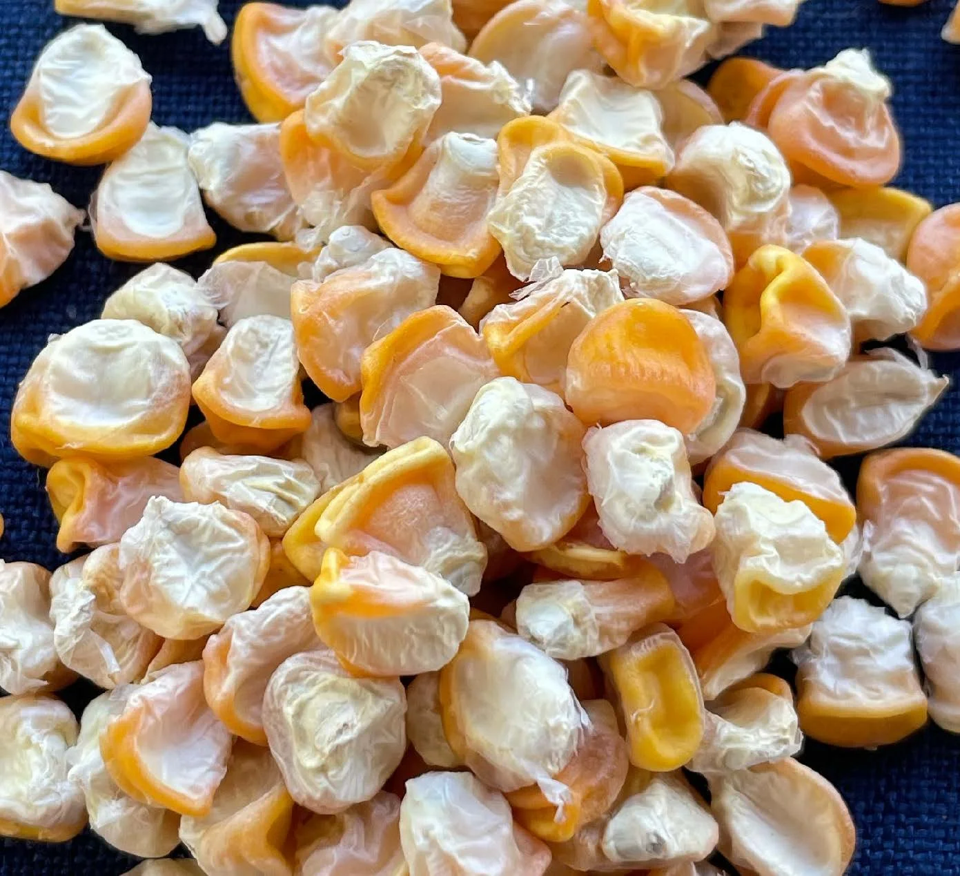 Sweet Corn (Hawaiian Supersweet #9)