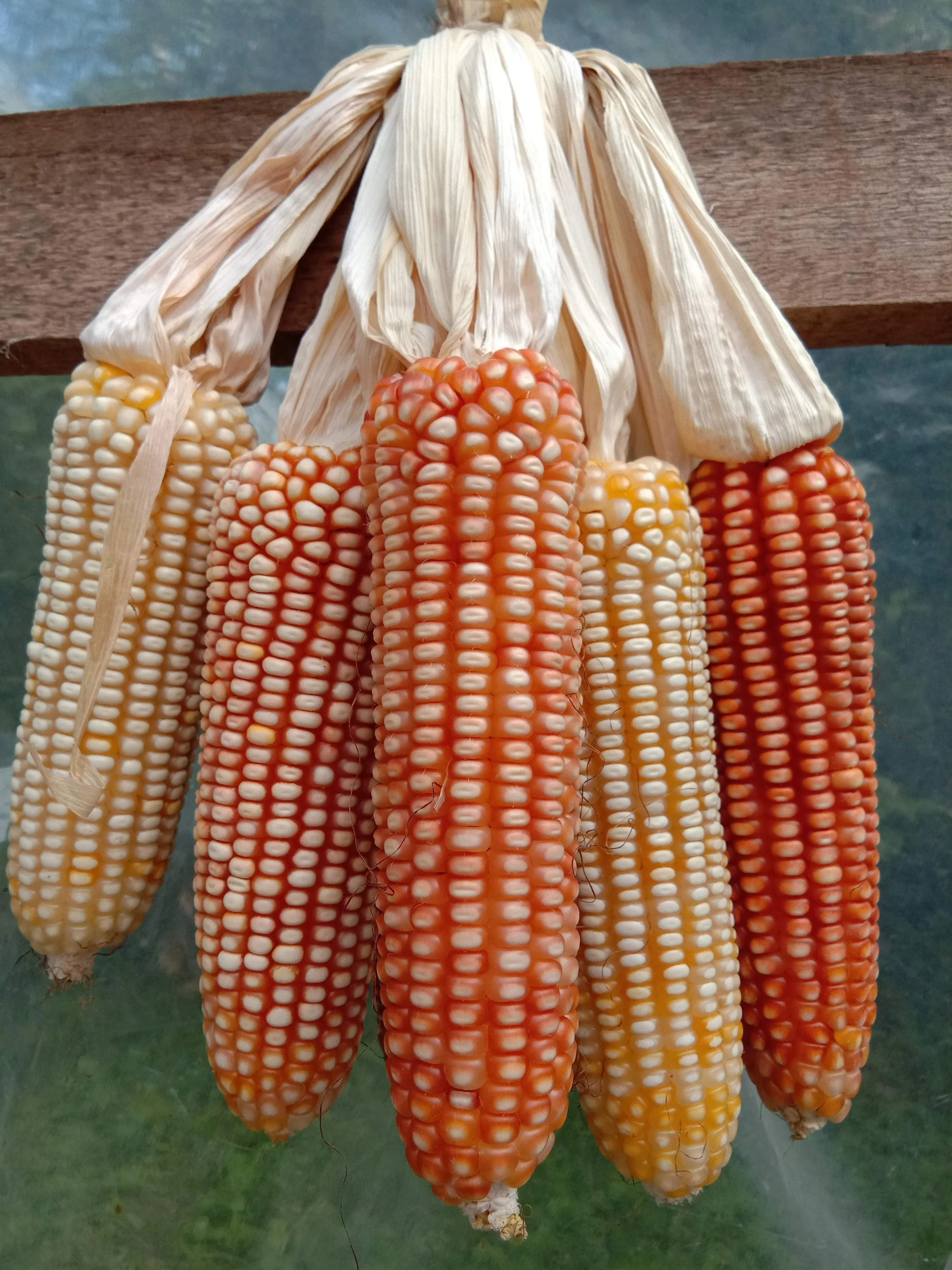 Flint Corn-Orange-Fruit.jpg