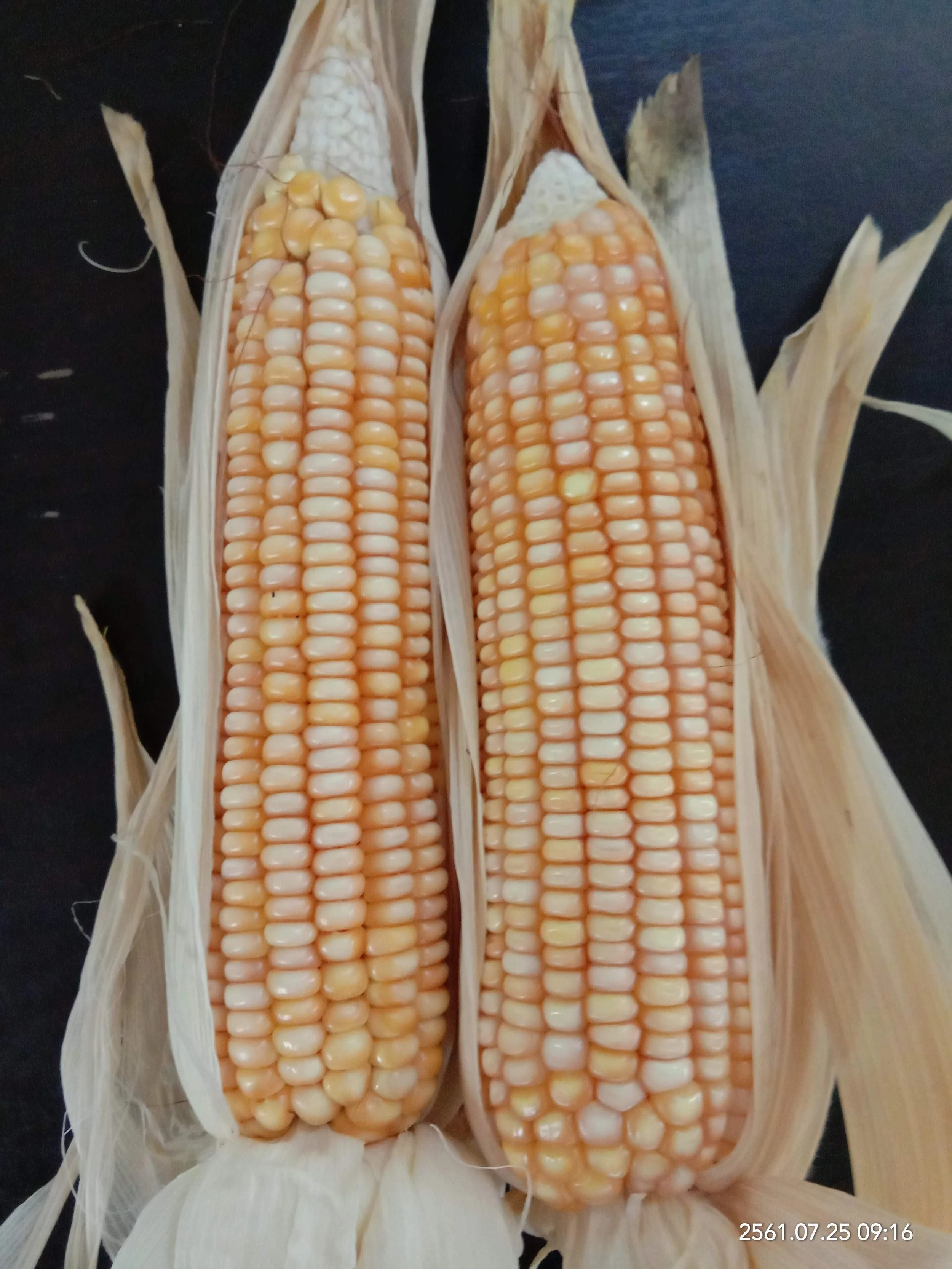 Flint Corn-Light Yellow-Cob.jpg