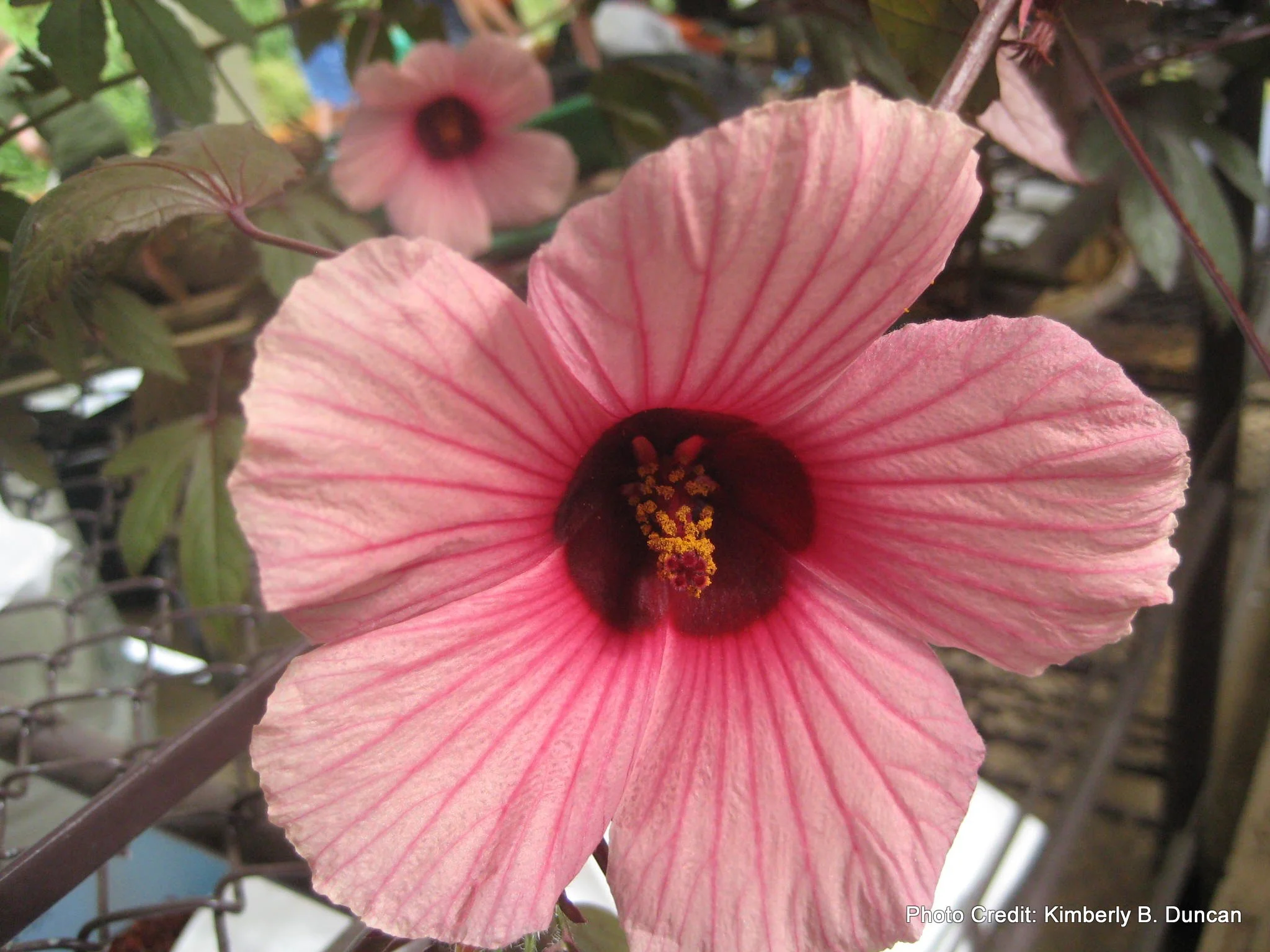 Cranberry Hibiscus (ECHO)