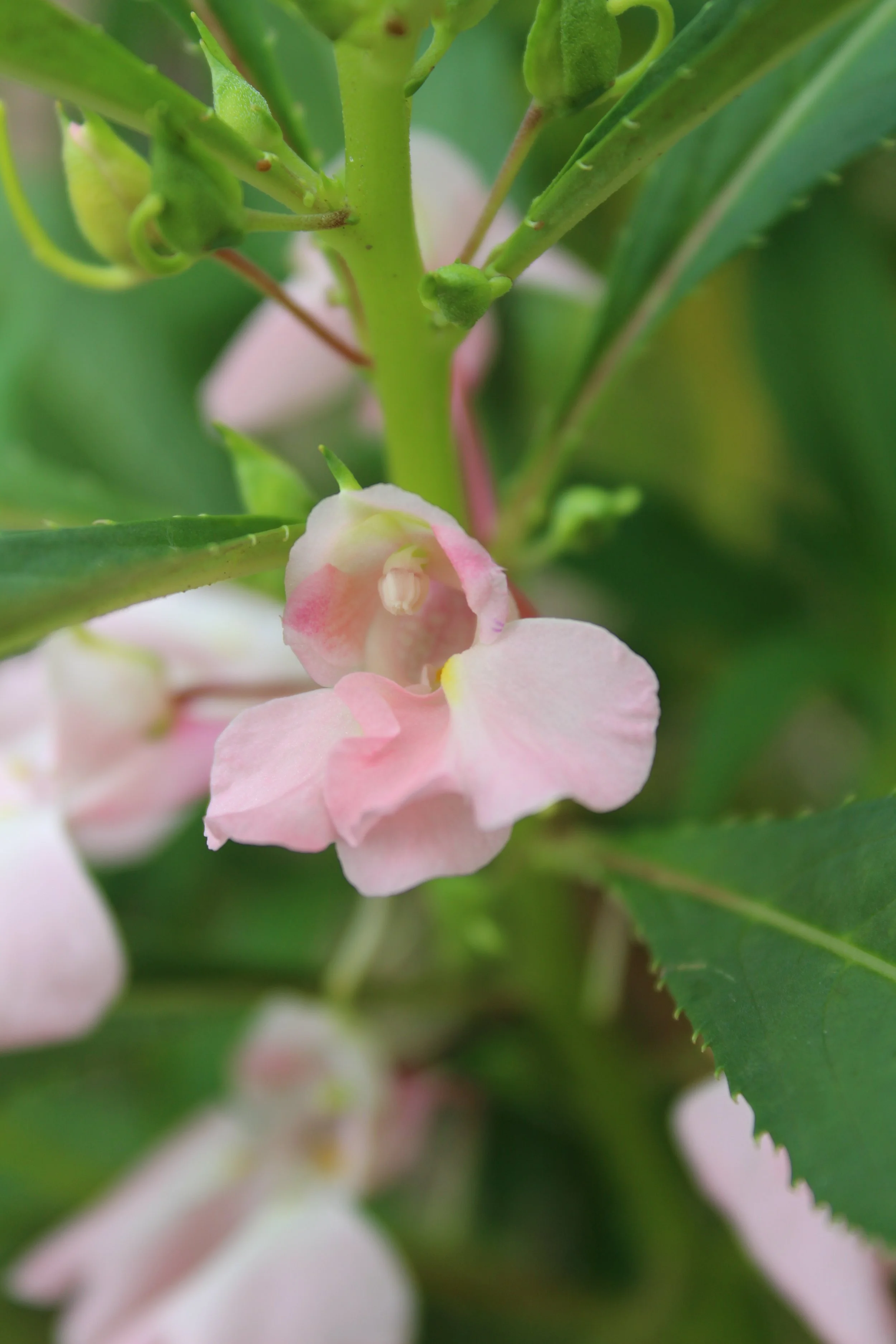 Rose Balsam (Chiang Mai)