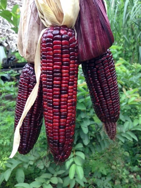 Flint Corn-Dark Red-Cob1.JPG